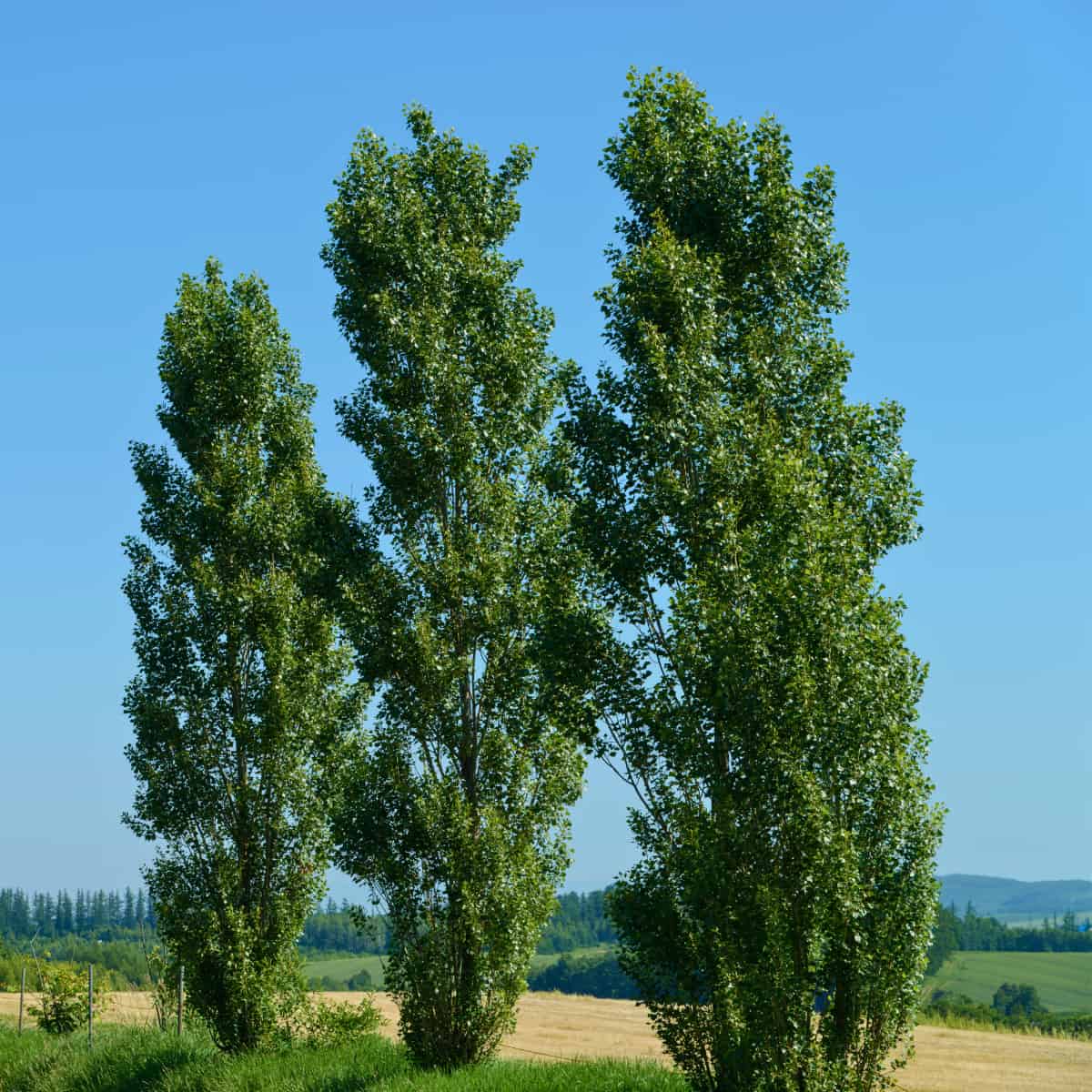 Three Poplar trees stand in the bright sunshine, photosynthesising away merrily.