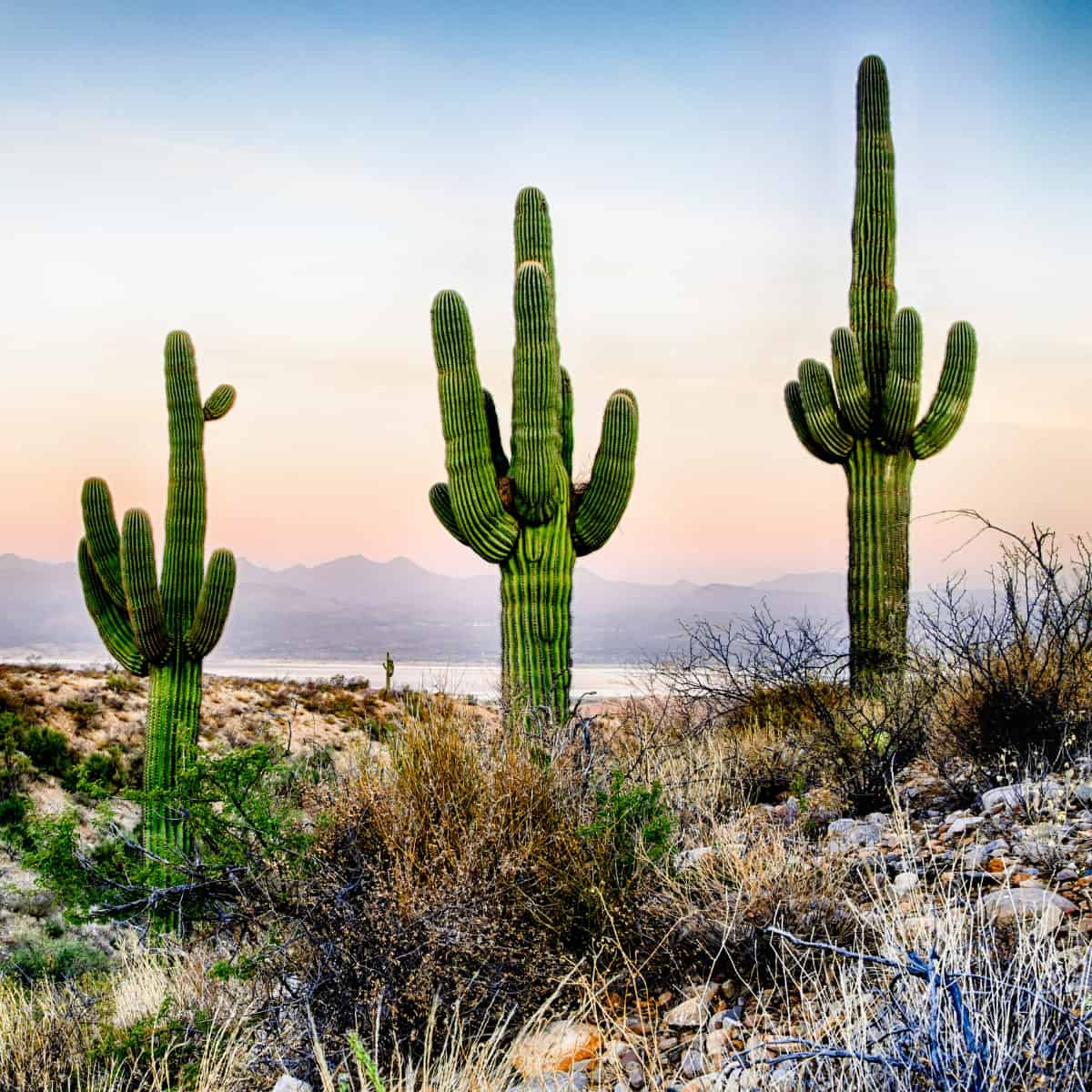 Three Saguaro Cacti, looking like they've just been rejected from a Looney Tunes cartoon, because it seems they're trying the