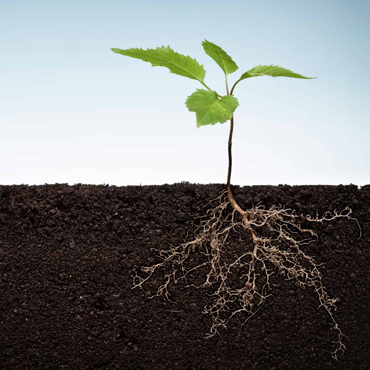 A seedling grows in the soil. The cutaway view shows the roots reaching into the earth. but you'll need exceptional eyesight
