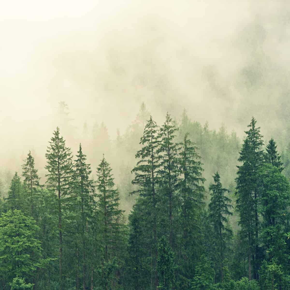 Treetops pierce the fog.