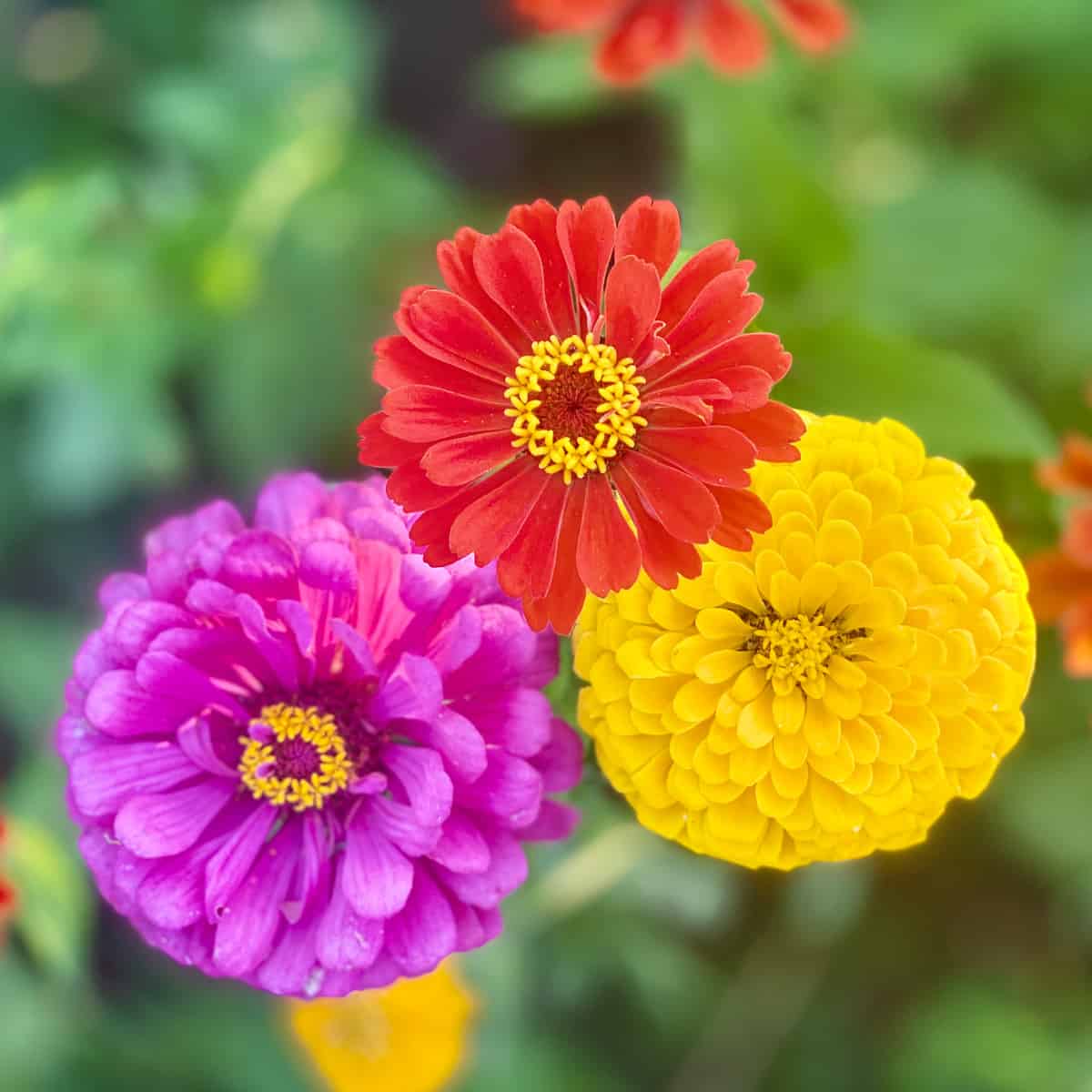 This image showcases three vibrant Zinnia flowers (Zinnia elegans) in full bloom, displaying the species' characteristic dive