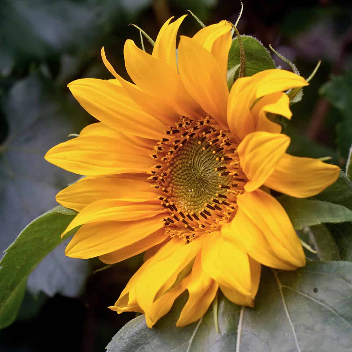 A detailed photograph of a single sunflower showing its bright yellow petals and dark center disk against a blurred backgroun