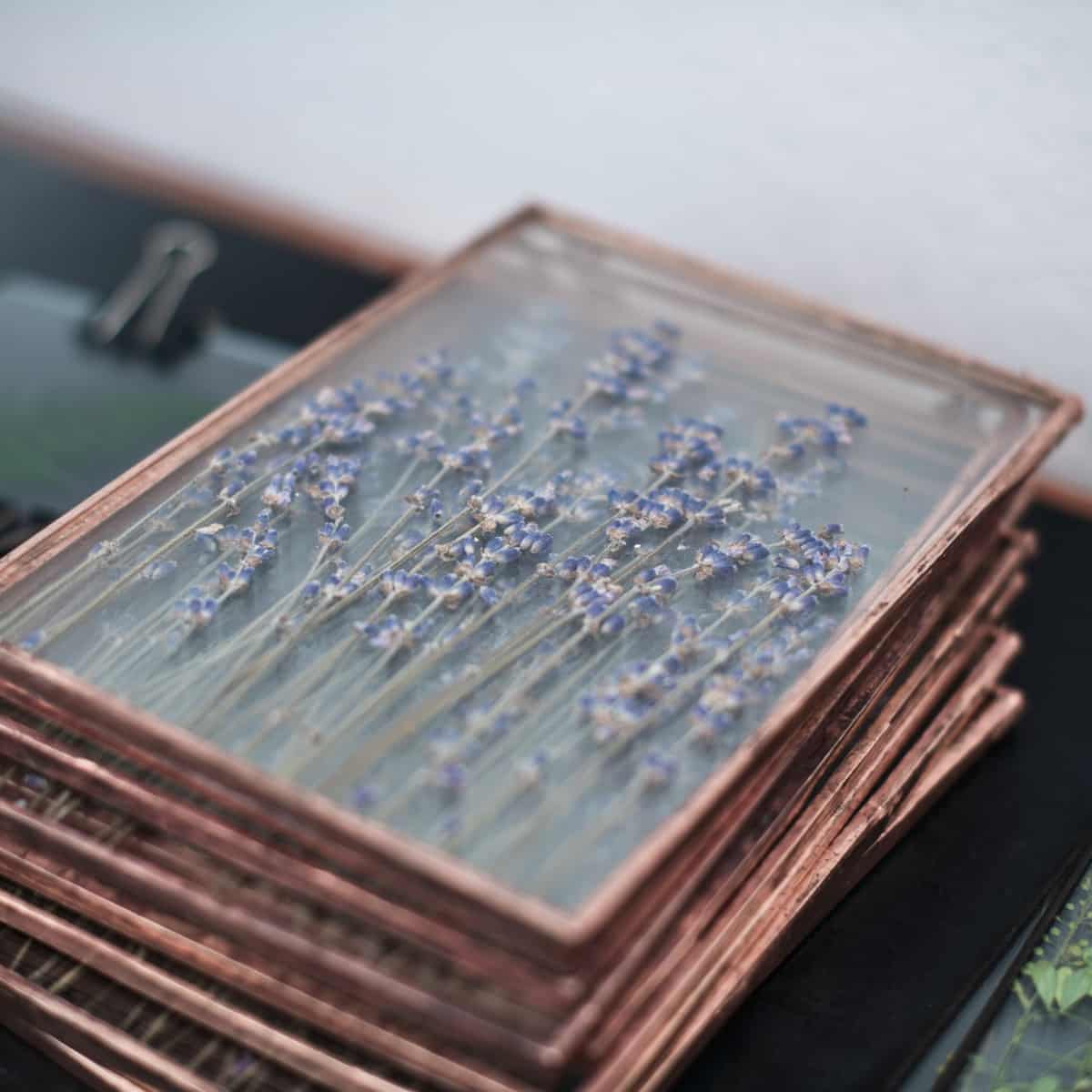 Pressed flowers in glass slides.
