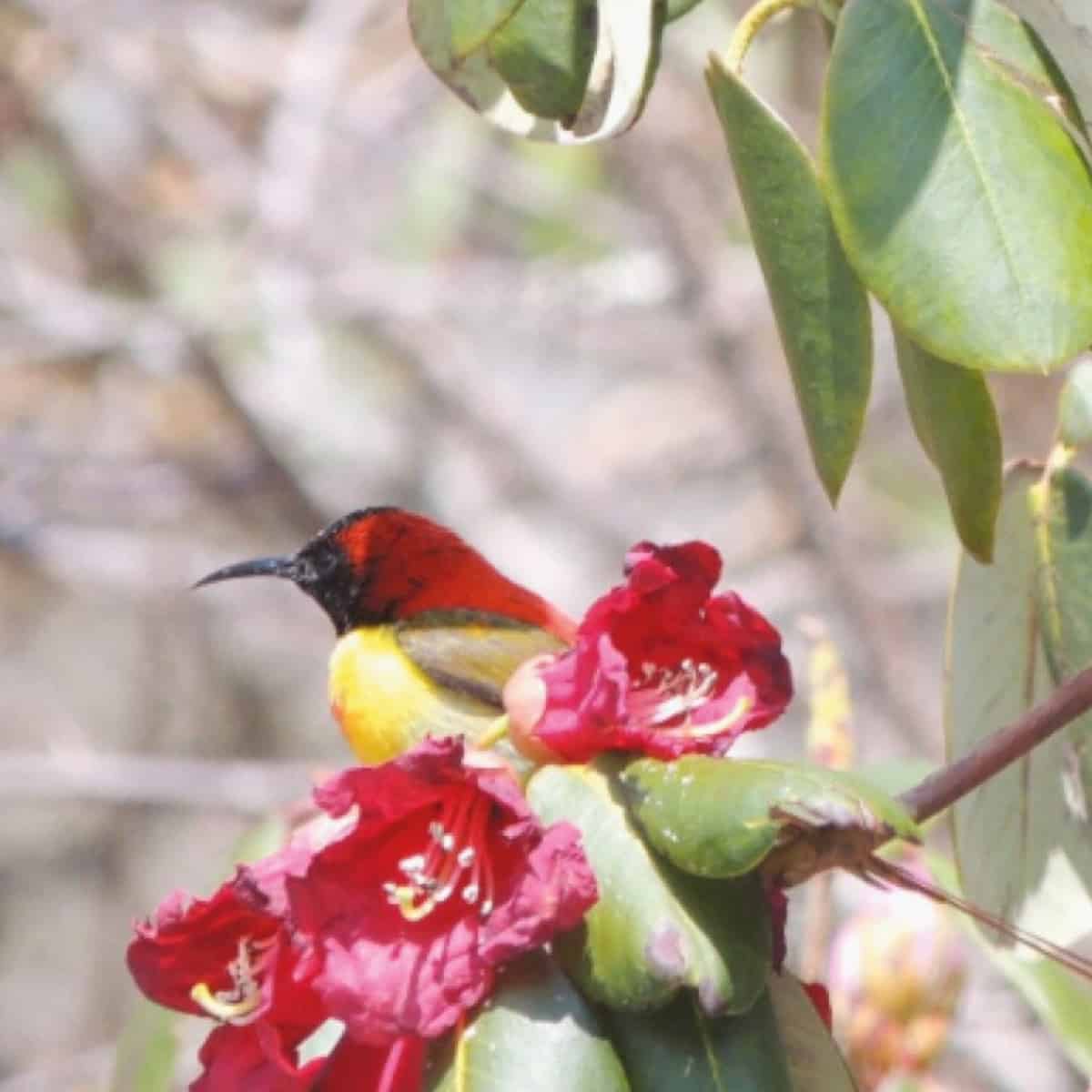 A close-up photograph of a small red and black sunbird feeding from vibrant crimson-colored flowers of a rhododendron plant.