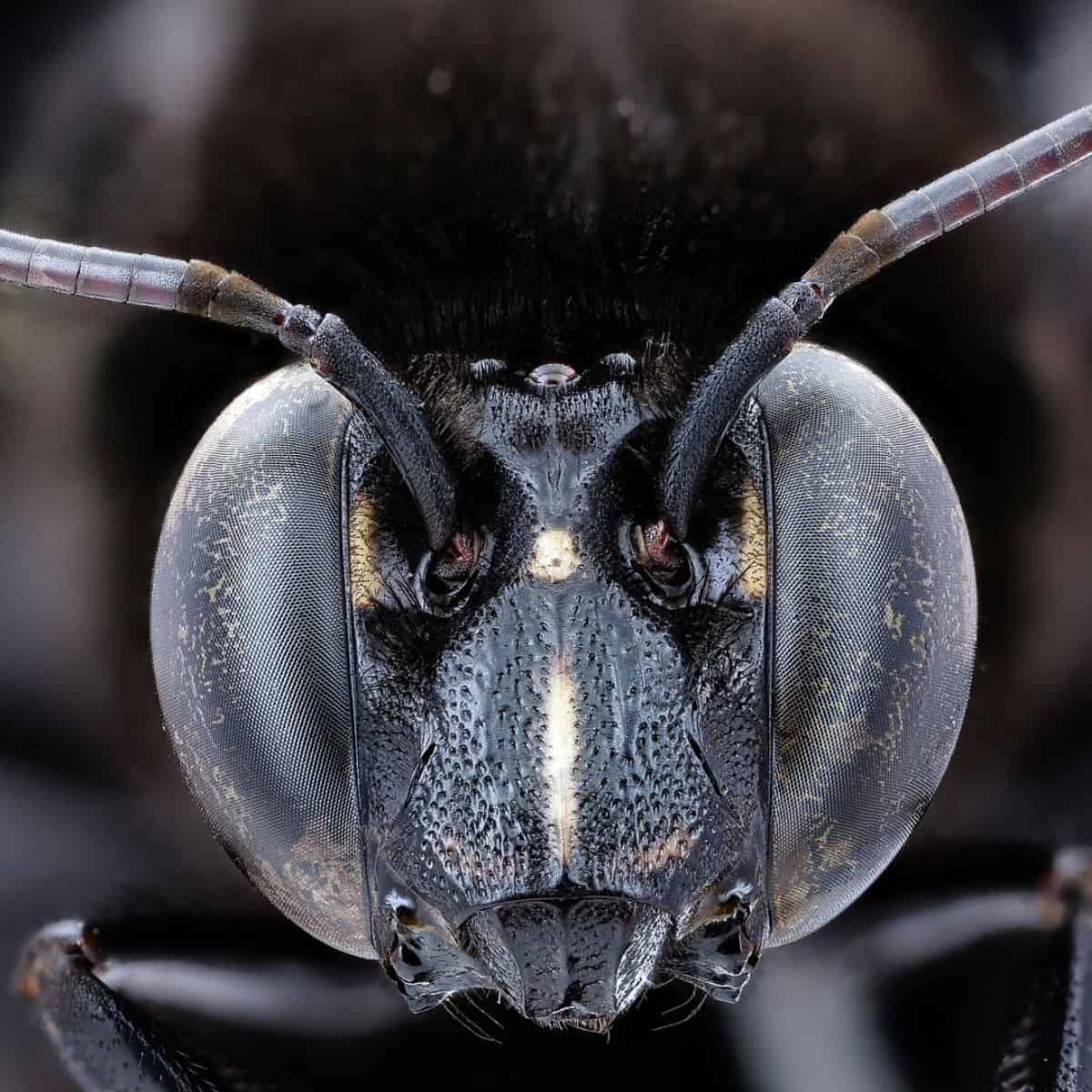 A macro photograph showing the frontal view of an orchid bee's head against a dark background. The image emphasizes two large