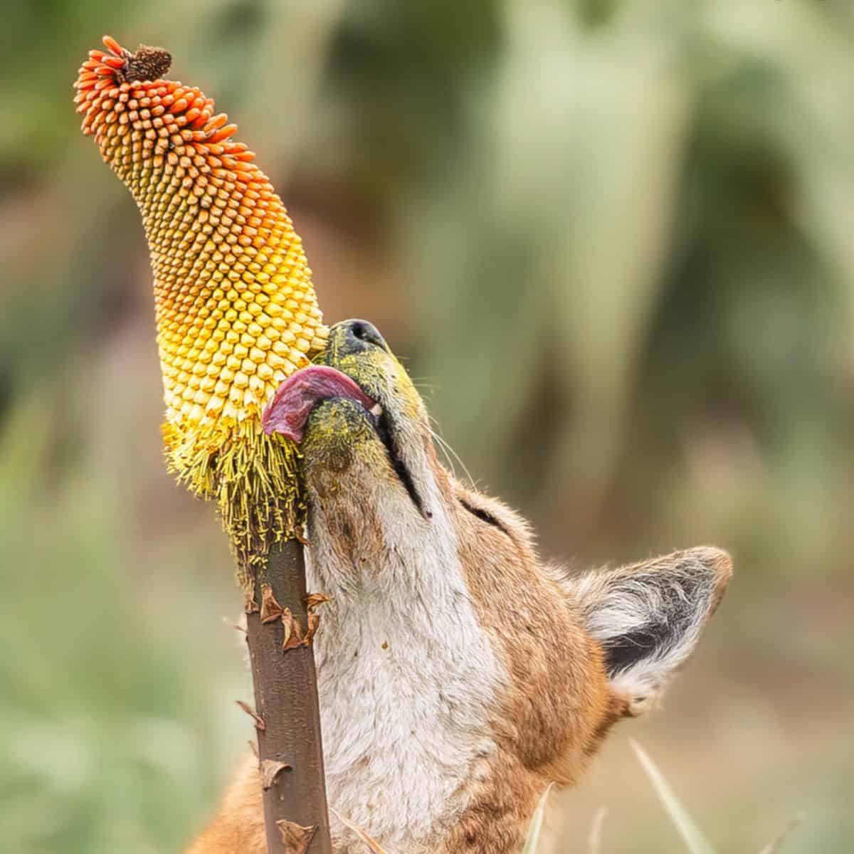 An Ethiopian wolf, that looks a lot like a fox, licking the orange-to-gold inflorescence of a plant.