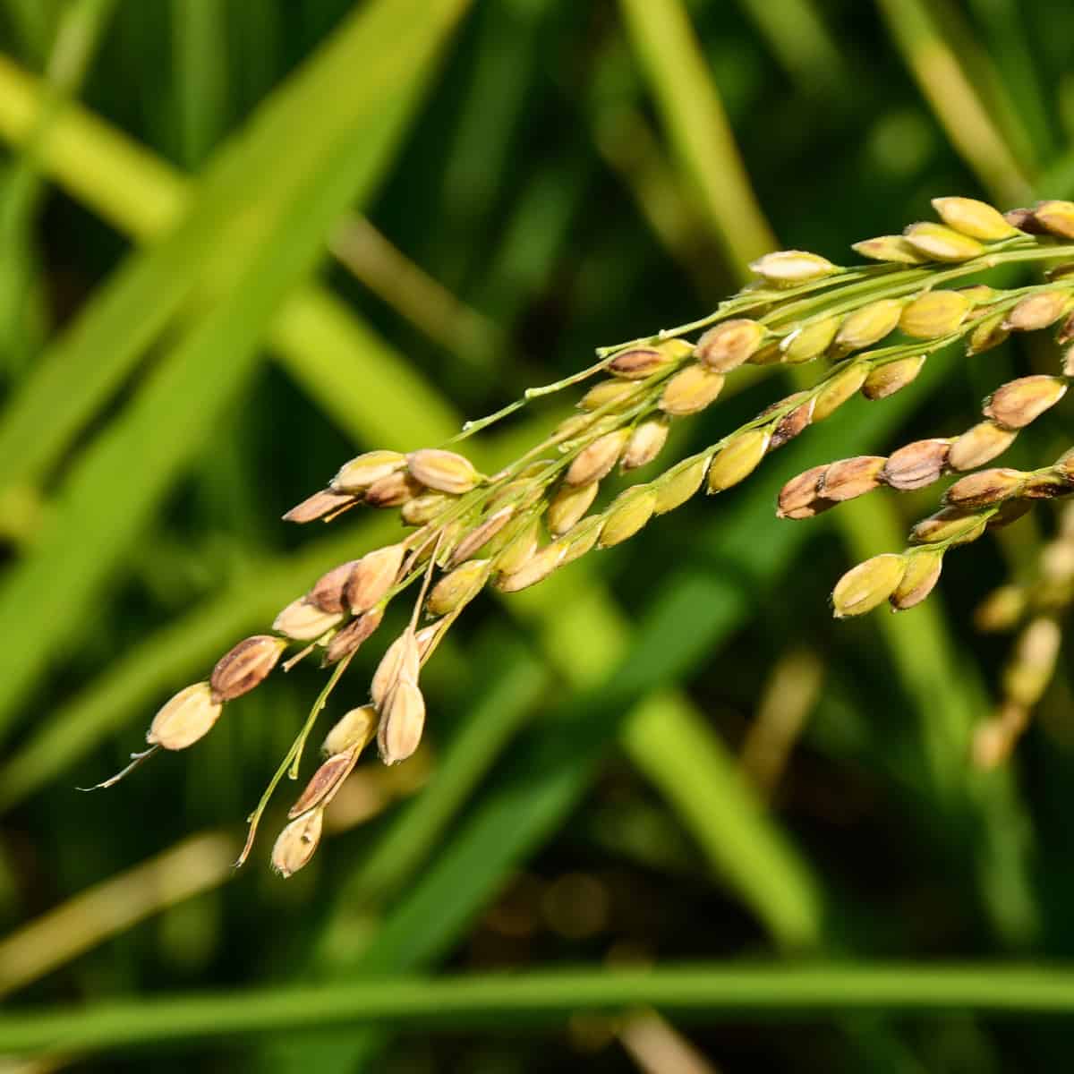 A close-up photograph of rice grains developing on a stalk, showing multiple yellow-brown grains arranged along a green stem