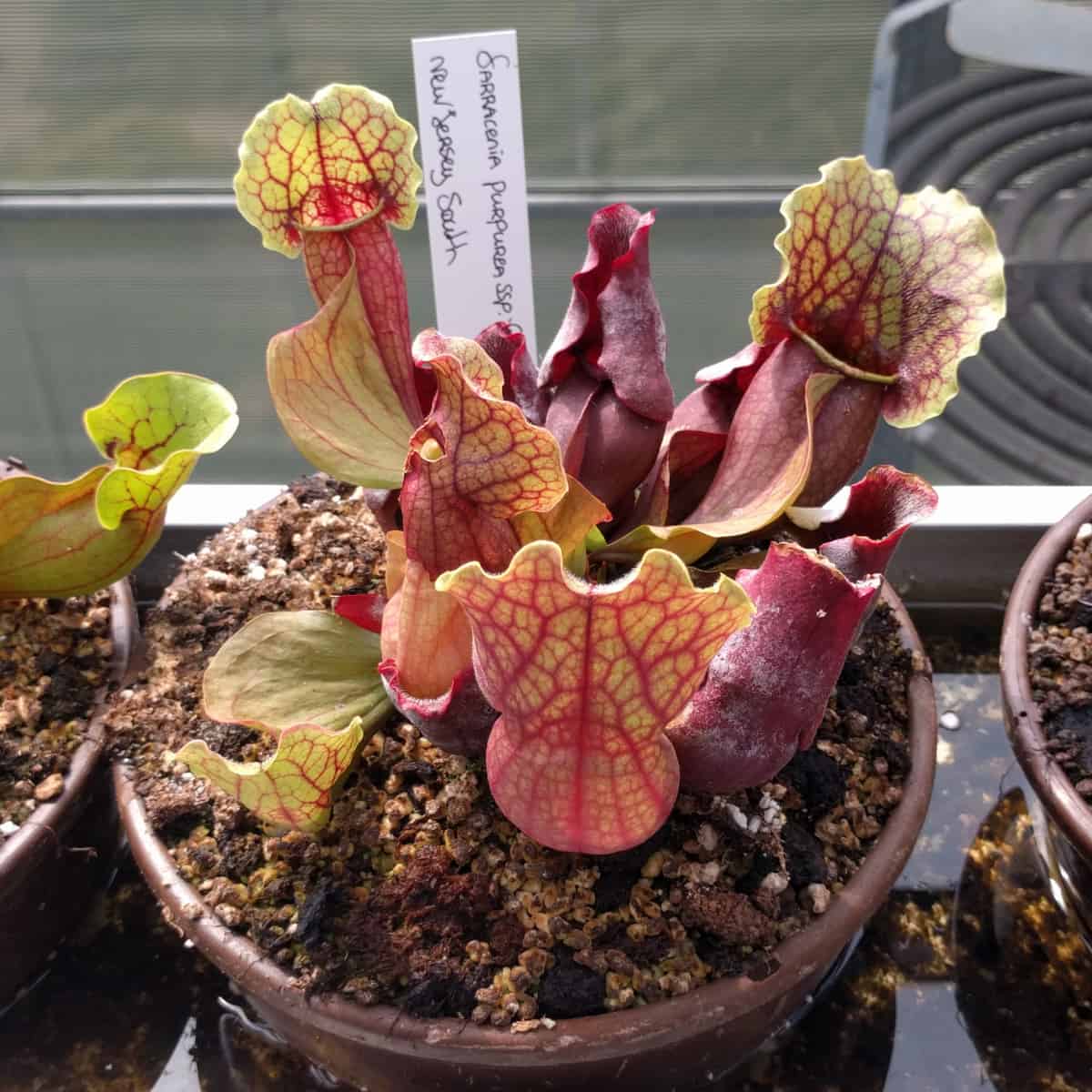 A cluster of Sarracenia purpurea pitcher plants displays elegantly veined traps in shades of burgundy and chartreuse. The pit