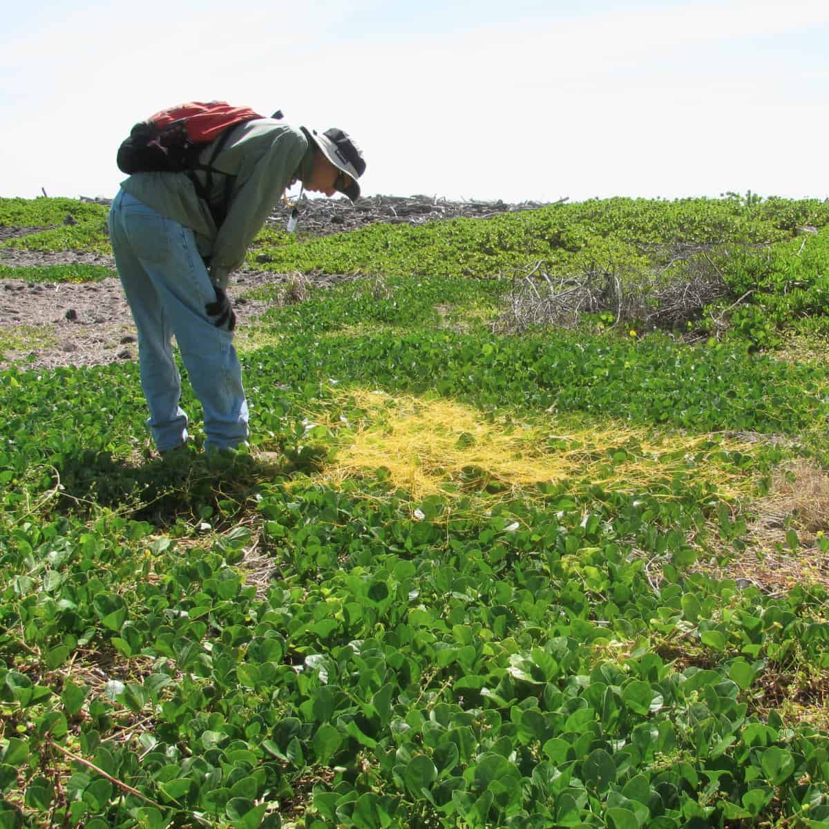 Someone bends over to look at yellow spaghetti over plants, but it's not spaghetti at all, it's the parasitic plant Cuscuta c