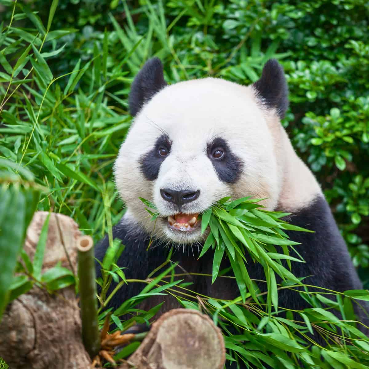 A Giant Panda sits eating bamboo, her brain swimming in miRNAs. no doubt. If you don't pay attention to the teeth it looks qu