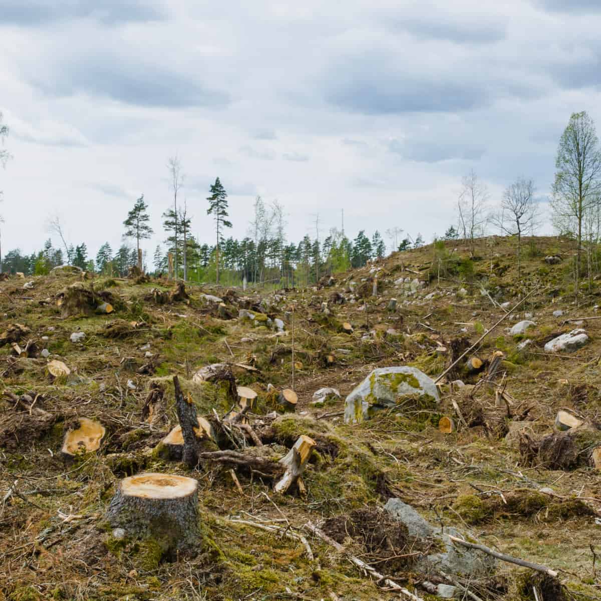A recently clear-cut forest area with numerous tree stumps and logging debris scattered across the ground. In the background,