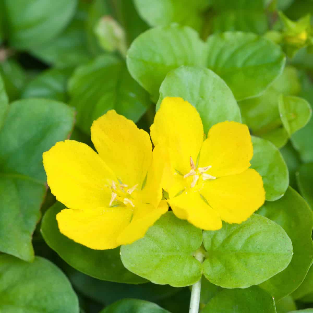 Close-up photo of Lysimachia nummularia (creeping jenny or moneywort) showing its distinctive bright yellow flowers with five