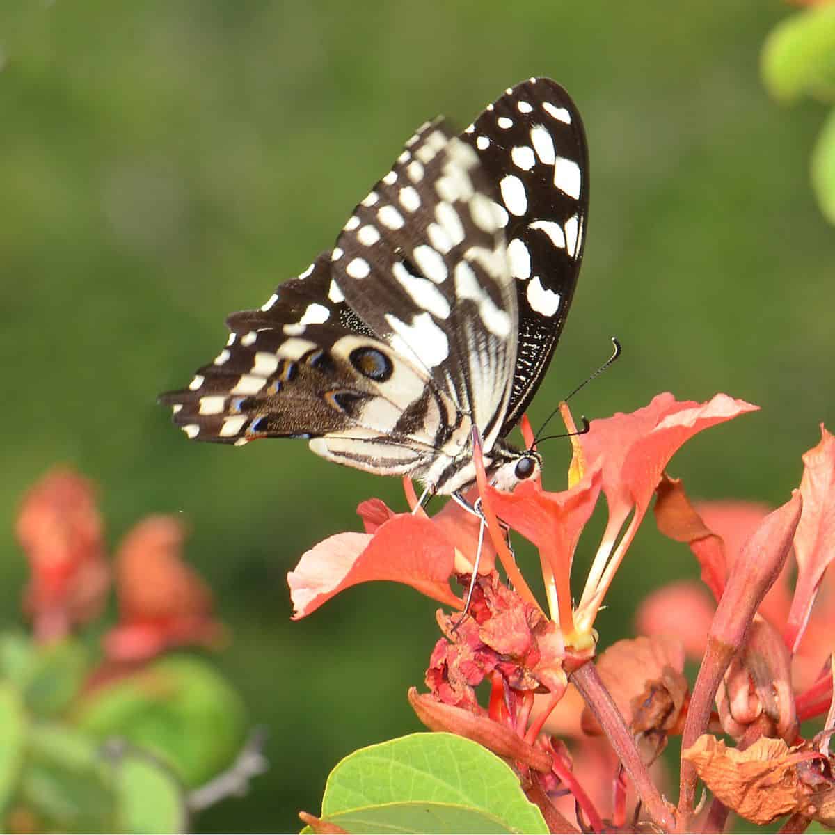From Petals to Pollinators: How Bauhinia galpinii Adapts to Its Butterfly Visitors