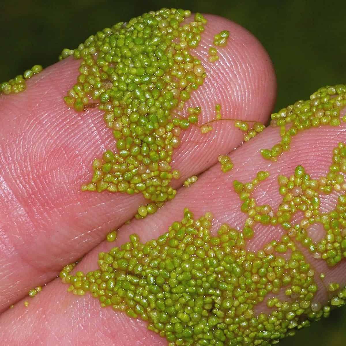 Tiny duckweed plants coating fingertips.