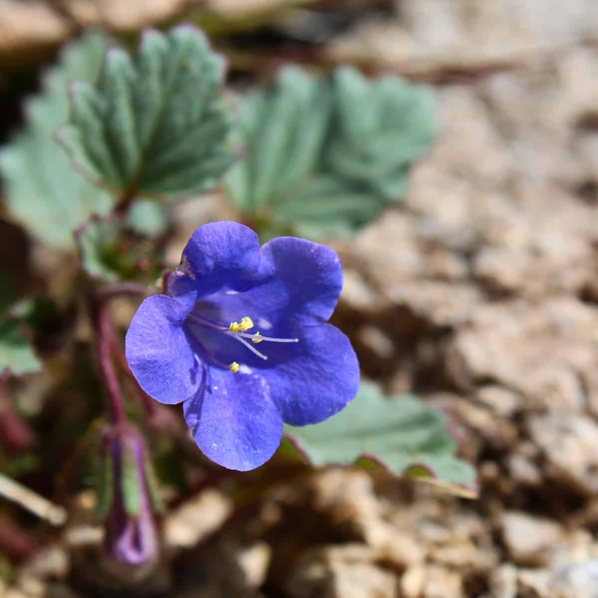 Close-up of a small blue-purple wildflower with five petals and yellow stamens in the center. The flower is growing from a th