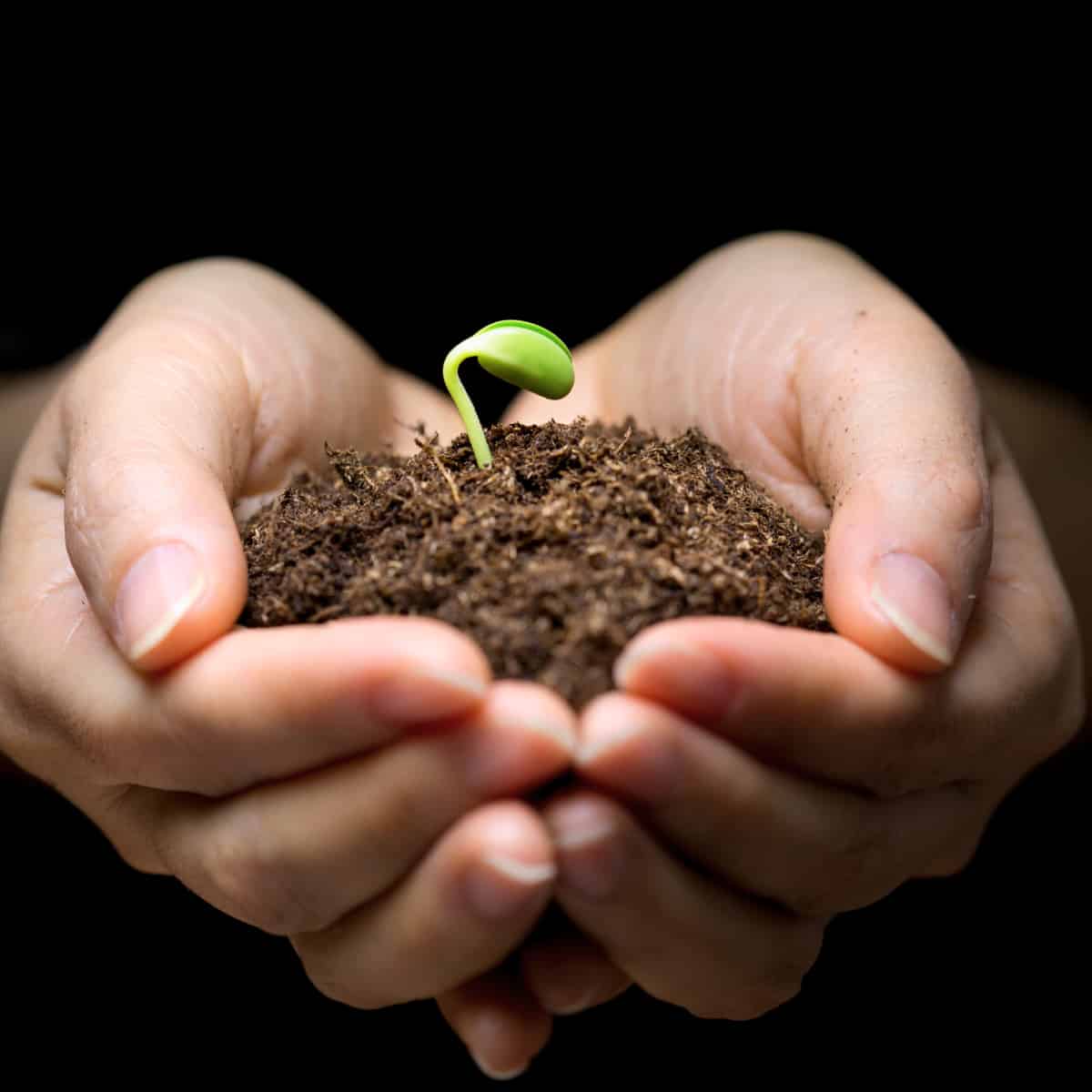 Hands holding a small amount of earth, in which is a seedling.