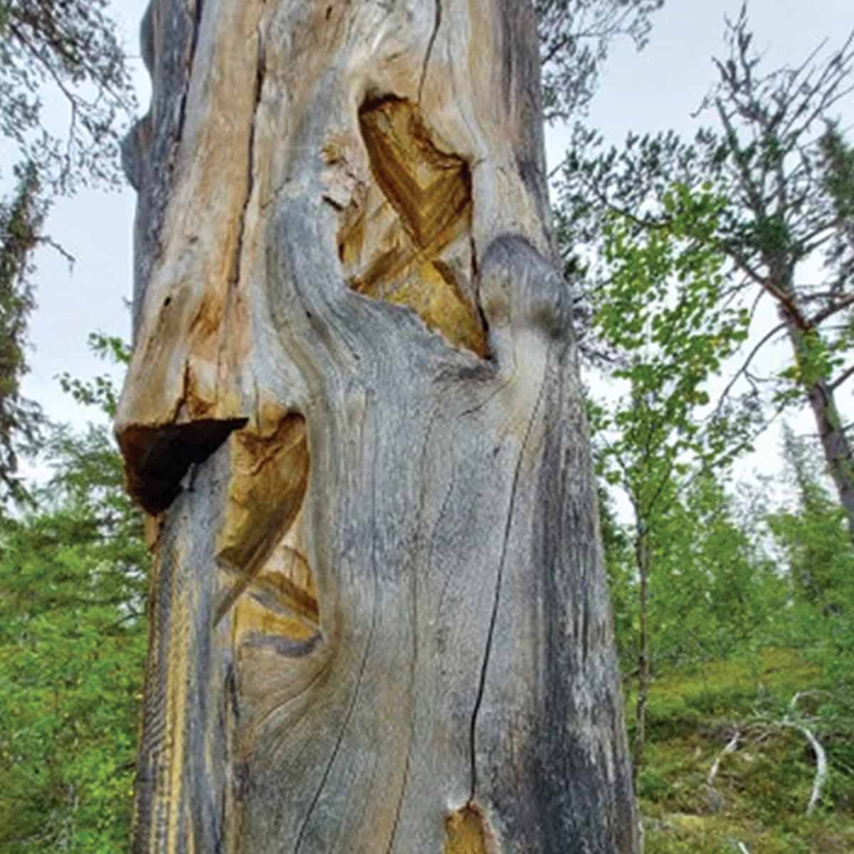 A Scots Pine trunk with a X hacked prominently into it.