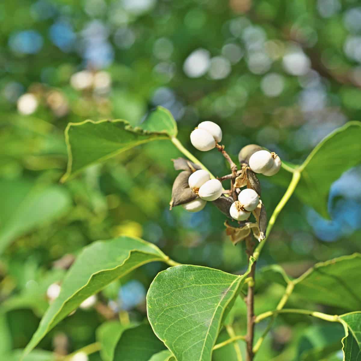 Close-up photograph of Chinese tallow tree (Triadica sebifera) showing its distinctive white berries and heart-shaped green l