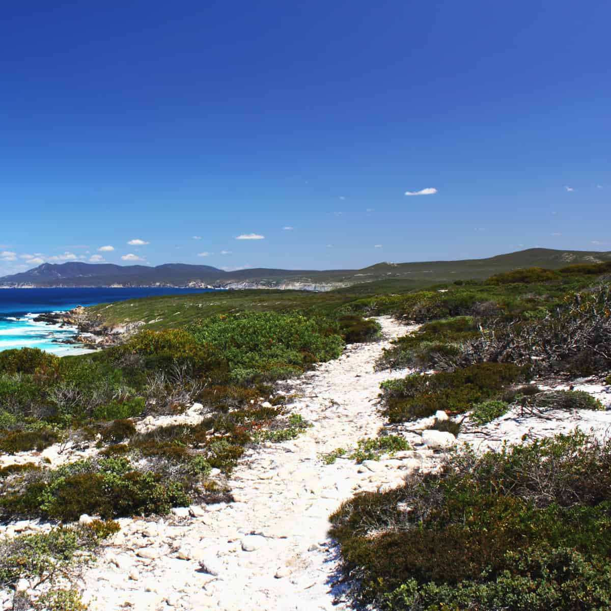 The Hakea trail at Fitzgerald River National Park. Bleached white stones cut a patch through dark green vegetation against a