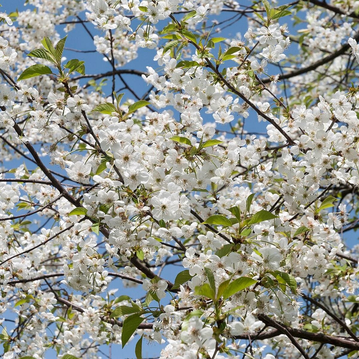 Genetic factors acting prior to dormancy in sour cherry influence bloom time the following spring