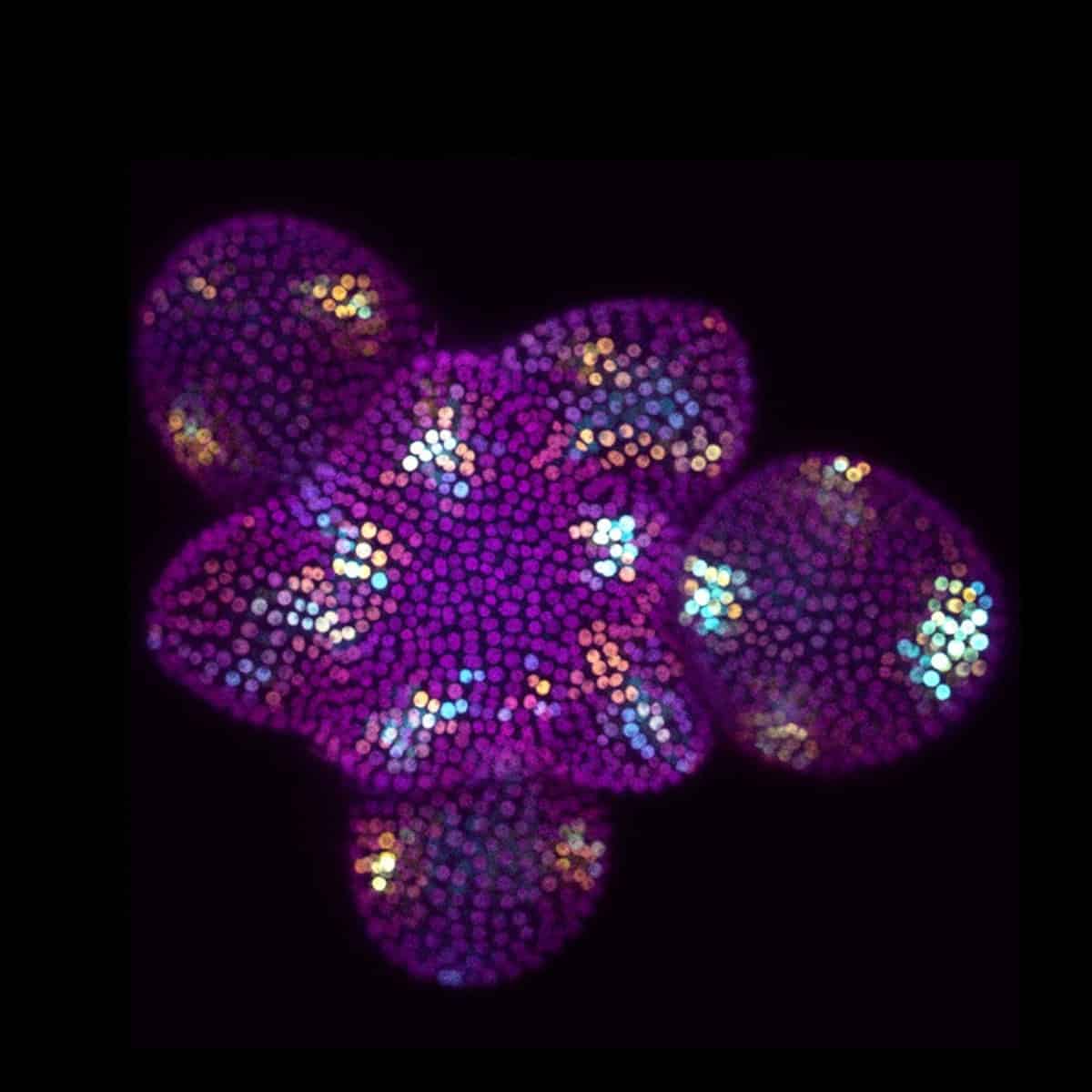 The cover image shows flower buds forming from the stem cells of Arabidopsis thaliana. To show how randomly the gene DR5 is t