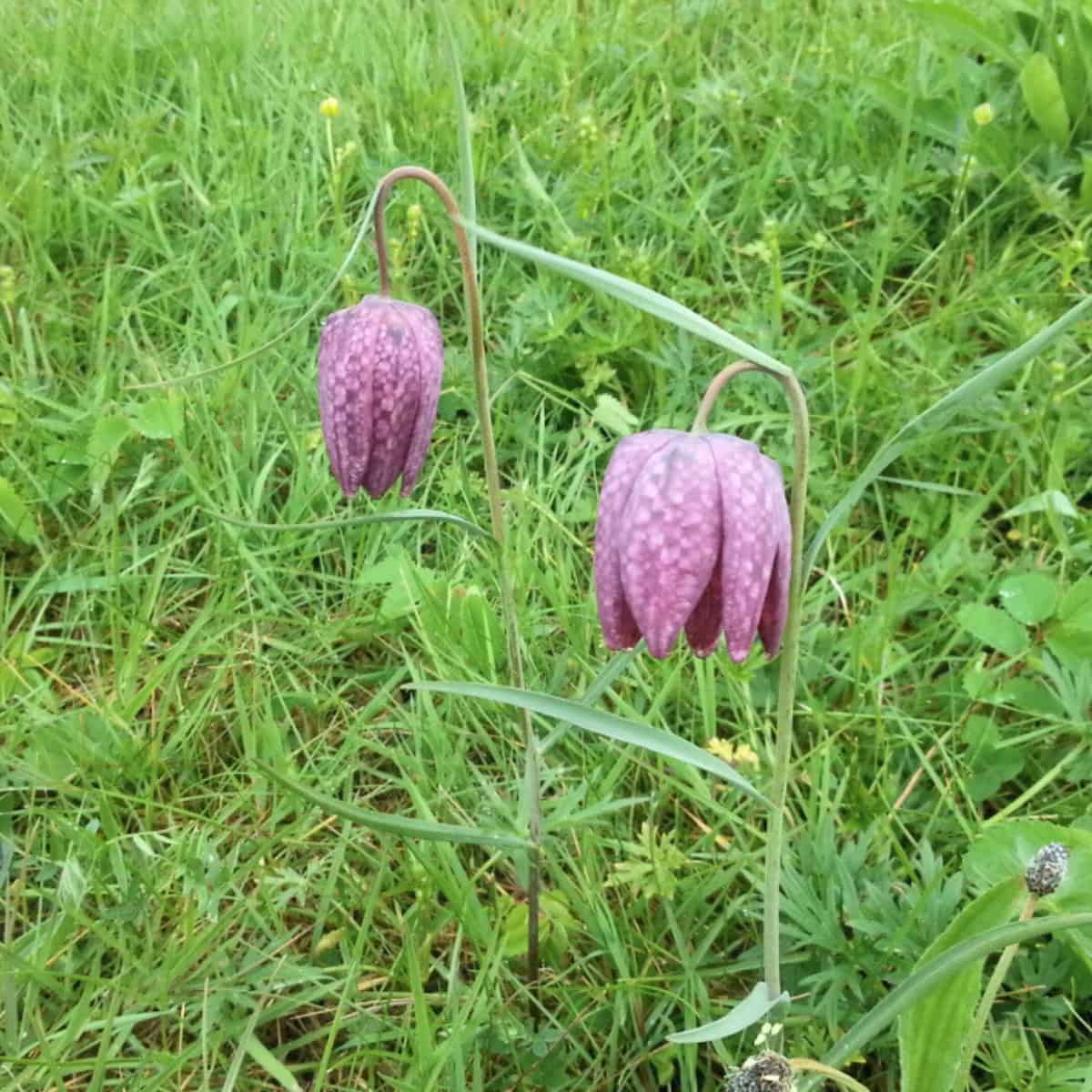 Two Snake's-head Fritillary (Fritillaria meleagris) flowers with distinctive purple, checkered bell-shaped blooms nodding on