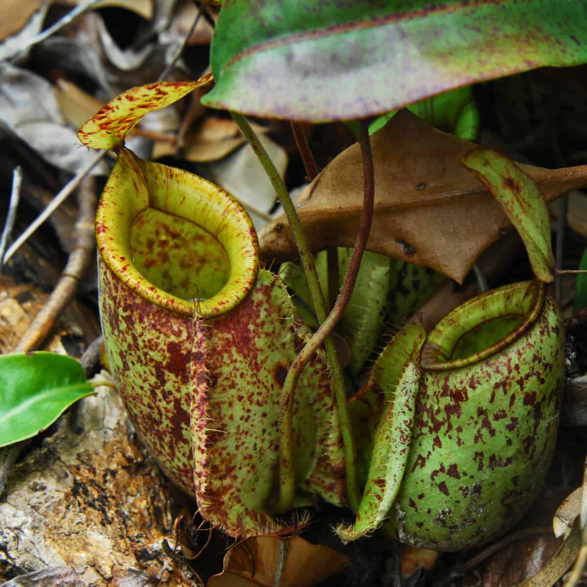 Close-up photograph of Nepenthes × hookeriana pitcher plants growing among leaf litter on the forest floor. The image shows t