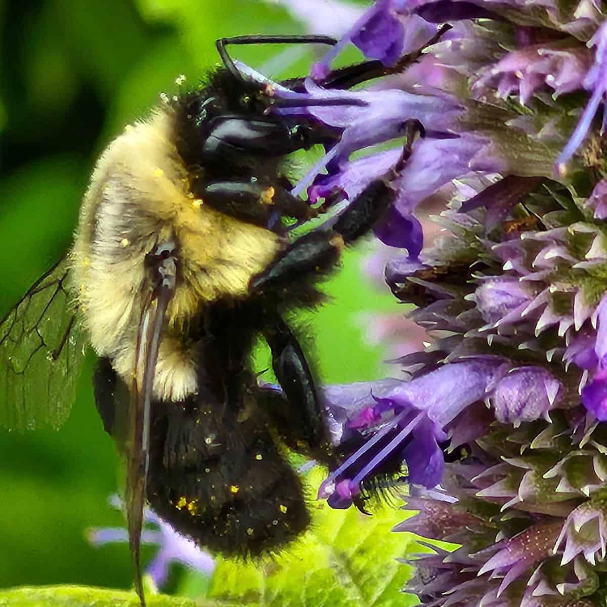 A been with pollen grains on its body, investigates a flower.