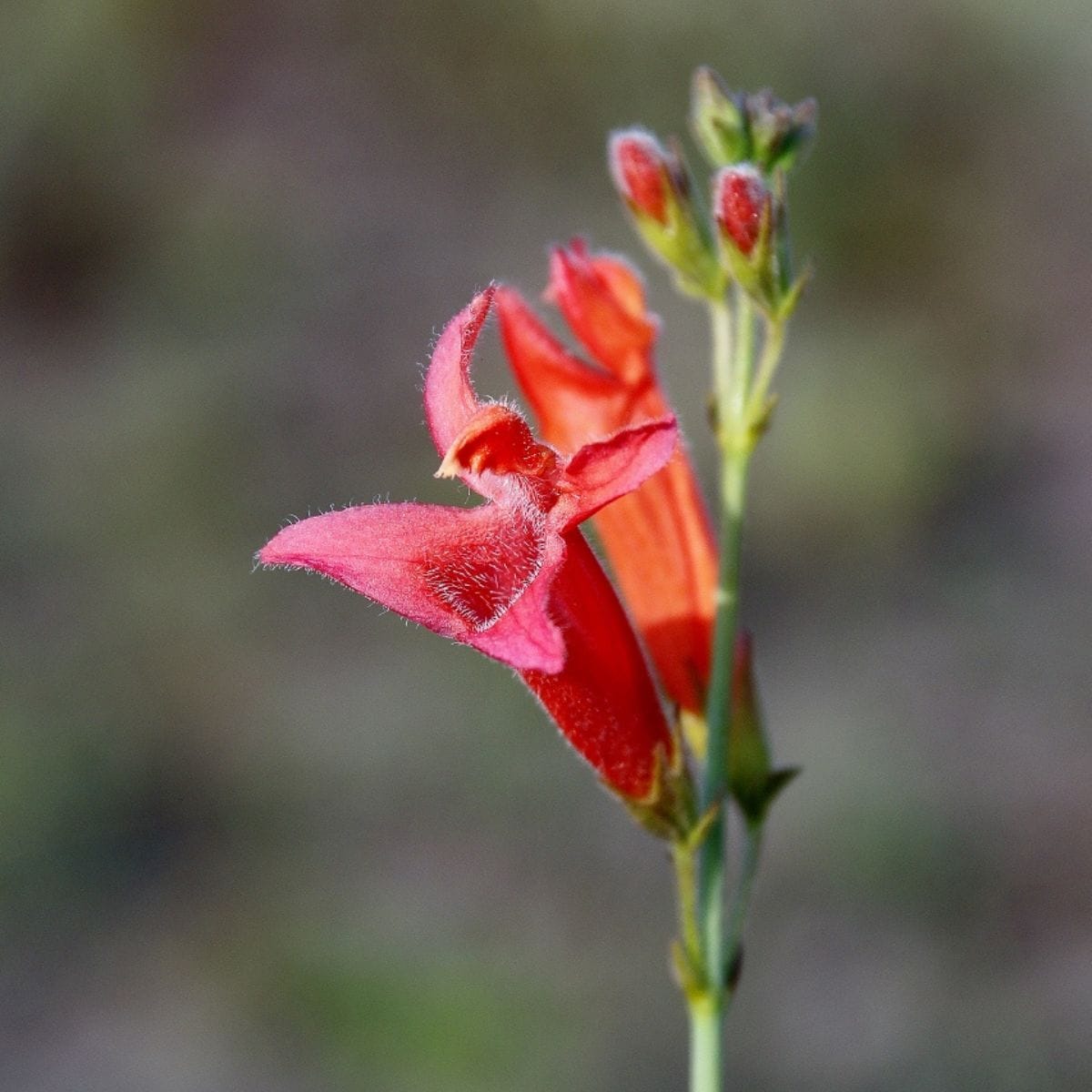 Plants Might Get Explosive When It Comes to Ensuring Their Paternity