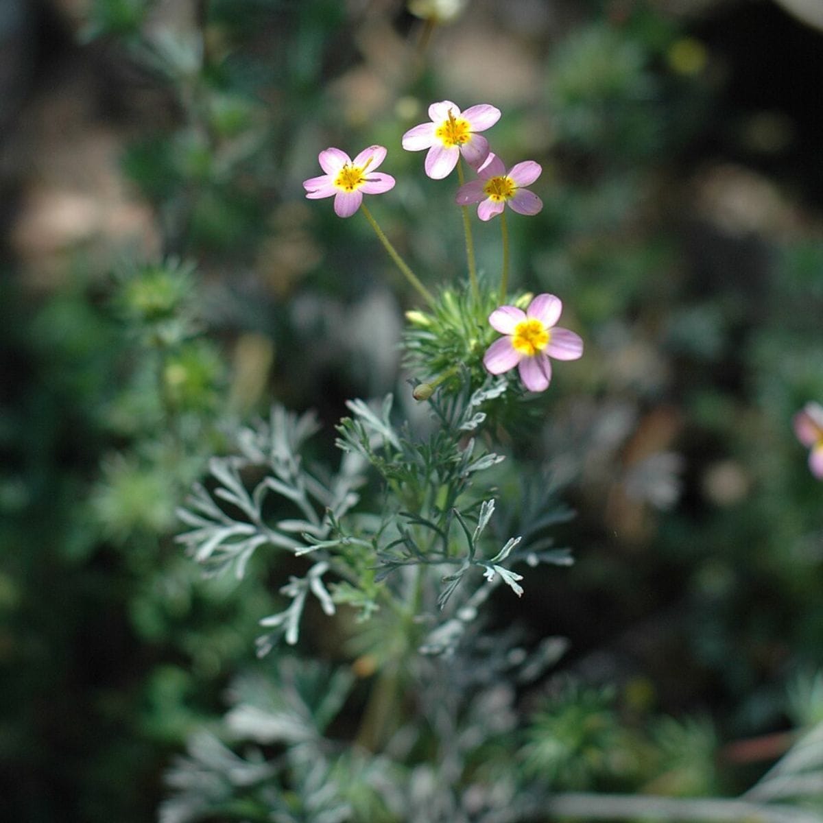 How Soil and Climate Help Maintain a Flower Colour Polymorphism