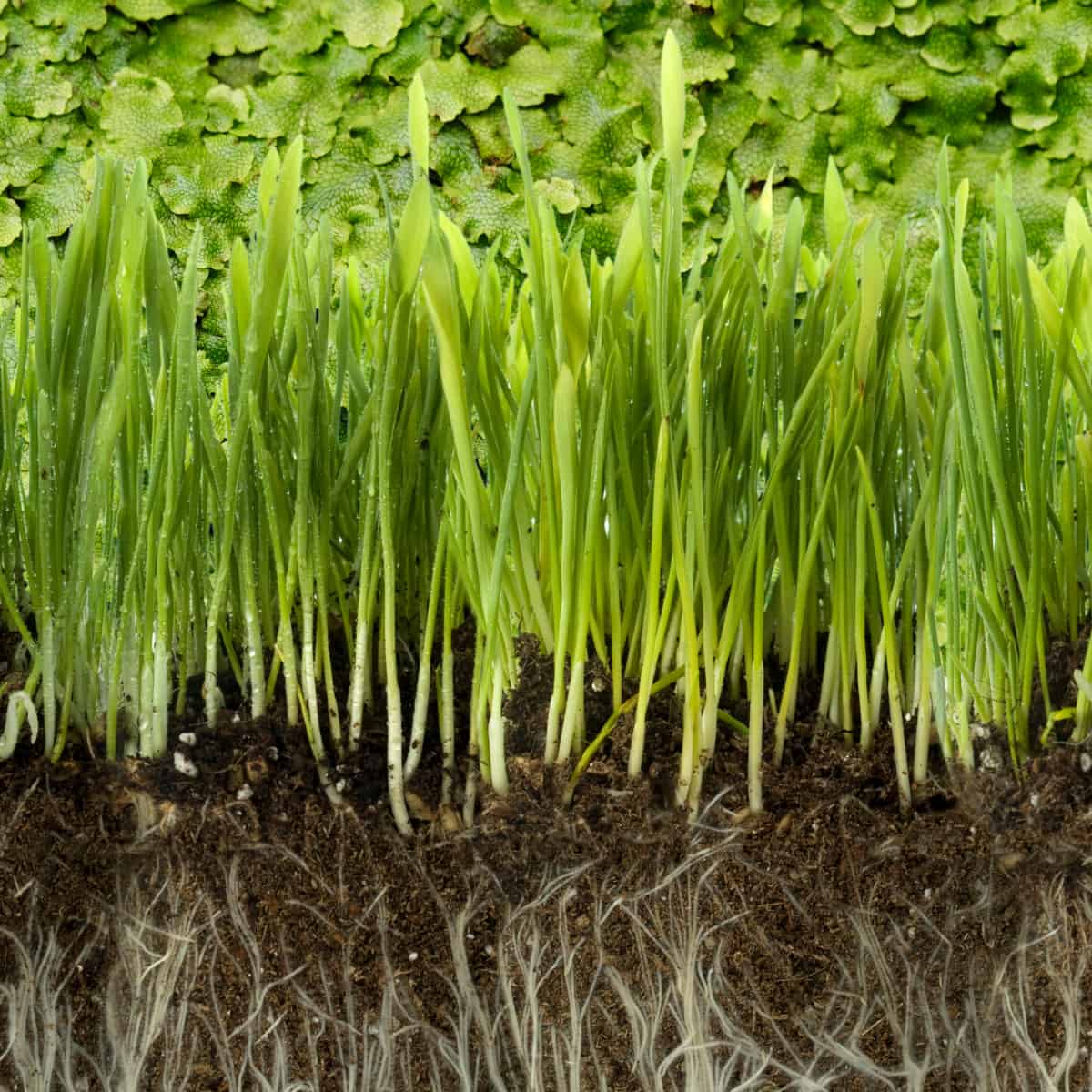 A montage. In the background is a view of liverwort. In front are seedlings, with their roots visible in the earth beneath th