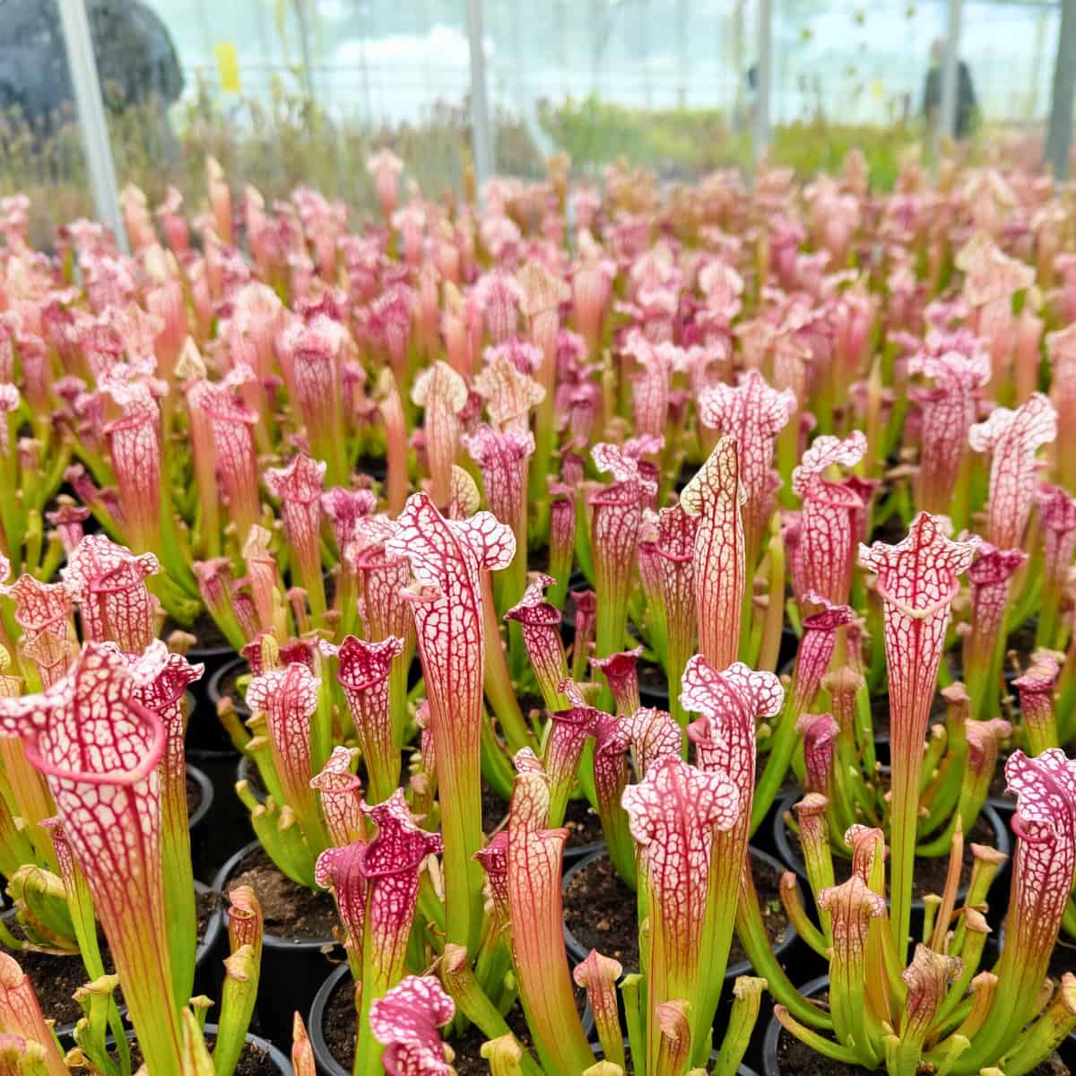 A dense collection of carnivorous pitcher plants (Sarracenia) growing in black pots in a nursery setting. The plants display