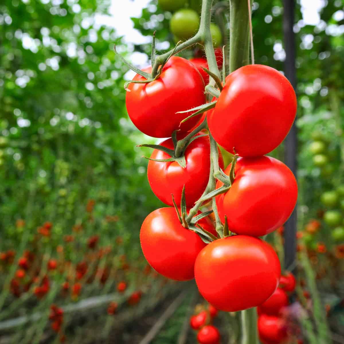 Luscious tomatoes on the vine almost glowing red.