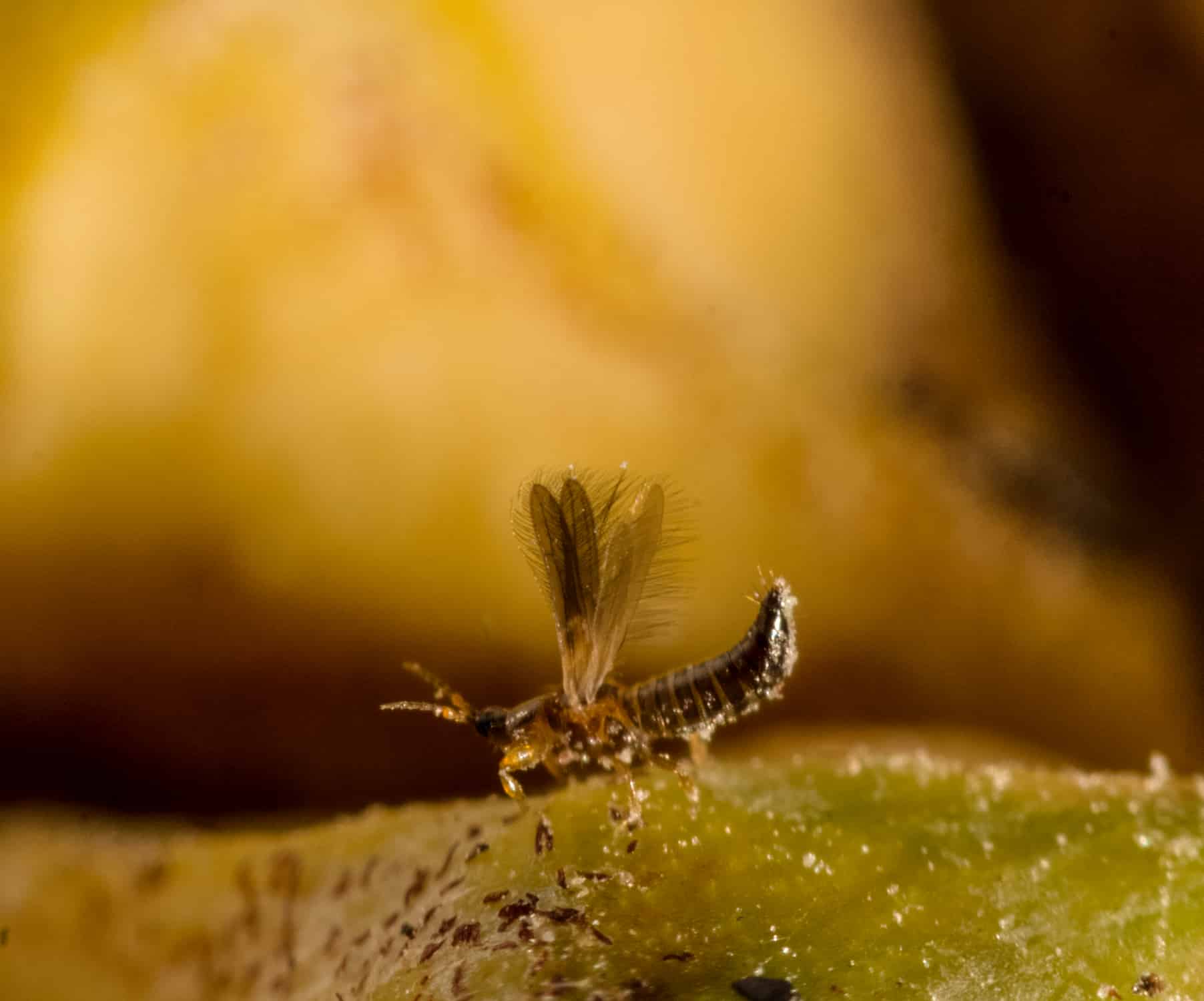 A thrip walks on the surface of a petal.