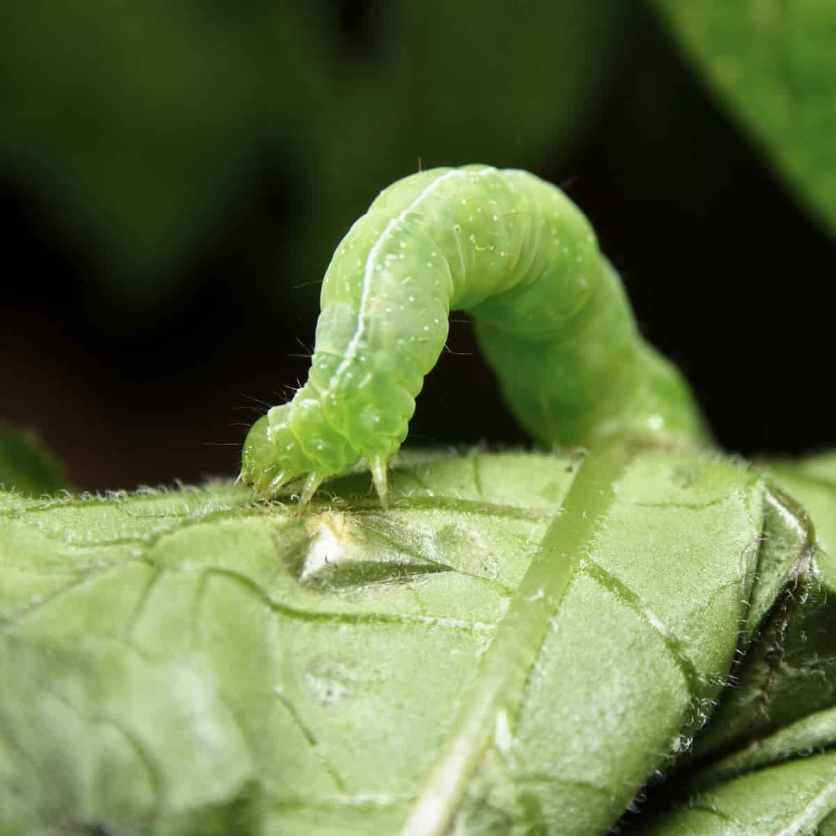 A bright green caterpillar with a segmented body is positioned in a C-shape on a green leaf surface. The caterpillar appears