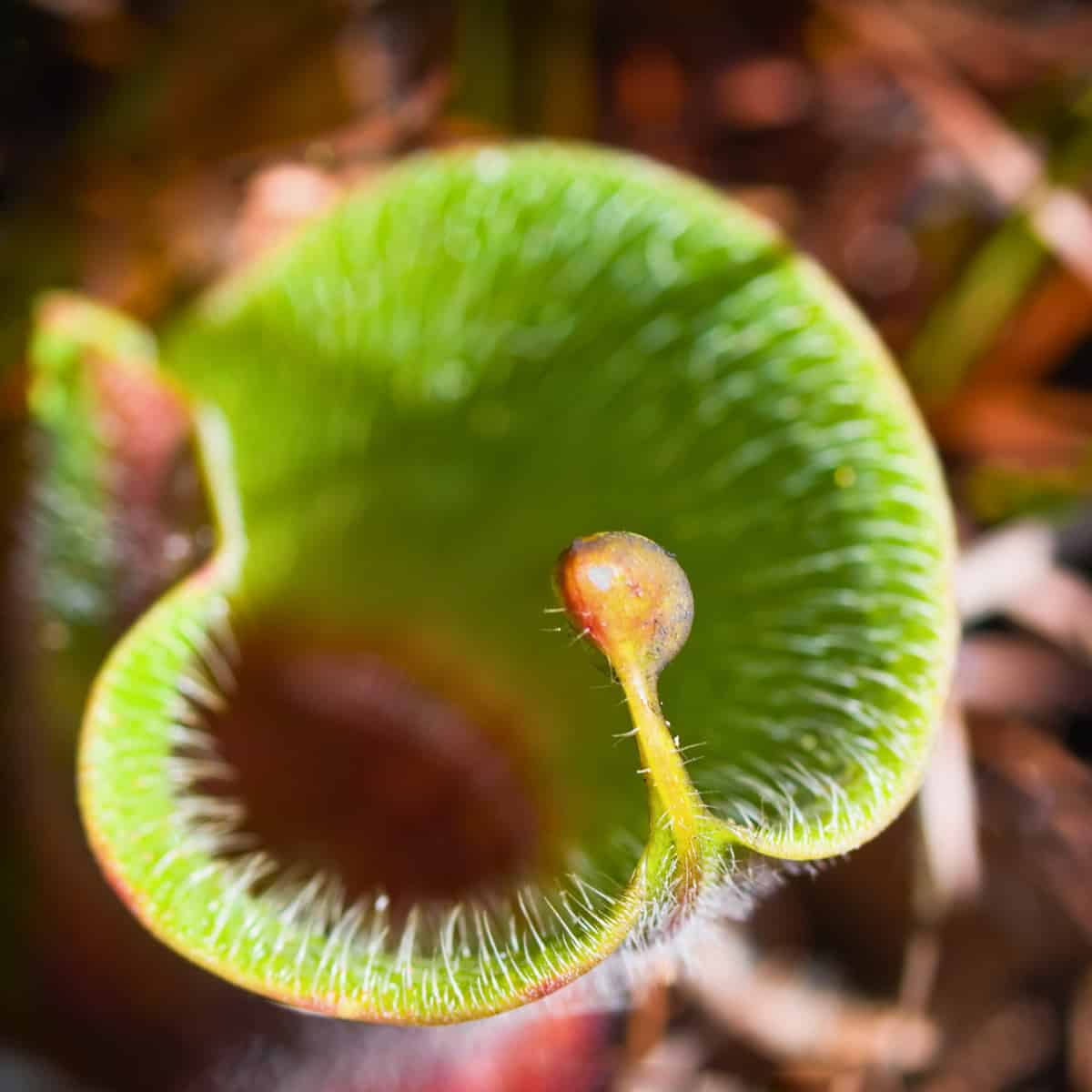 Close-up view of a Heliamphora carnivorous pitcher plant showing the distinctive nectar spoon - a reddish-orange, bulbous str