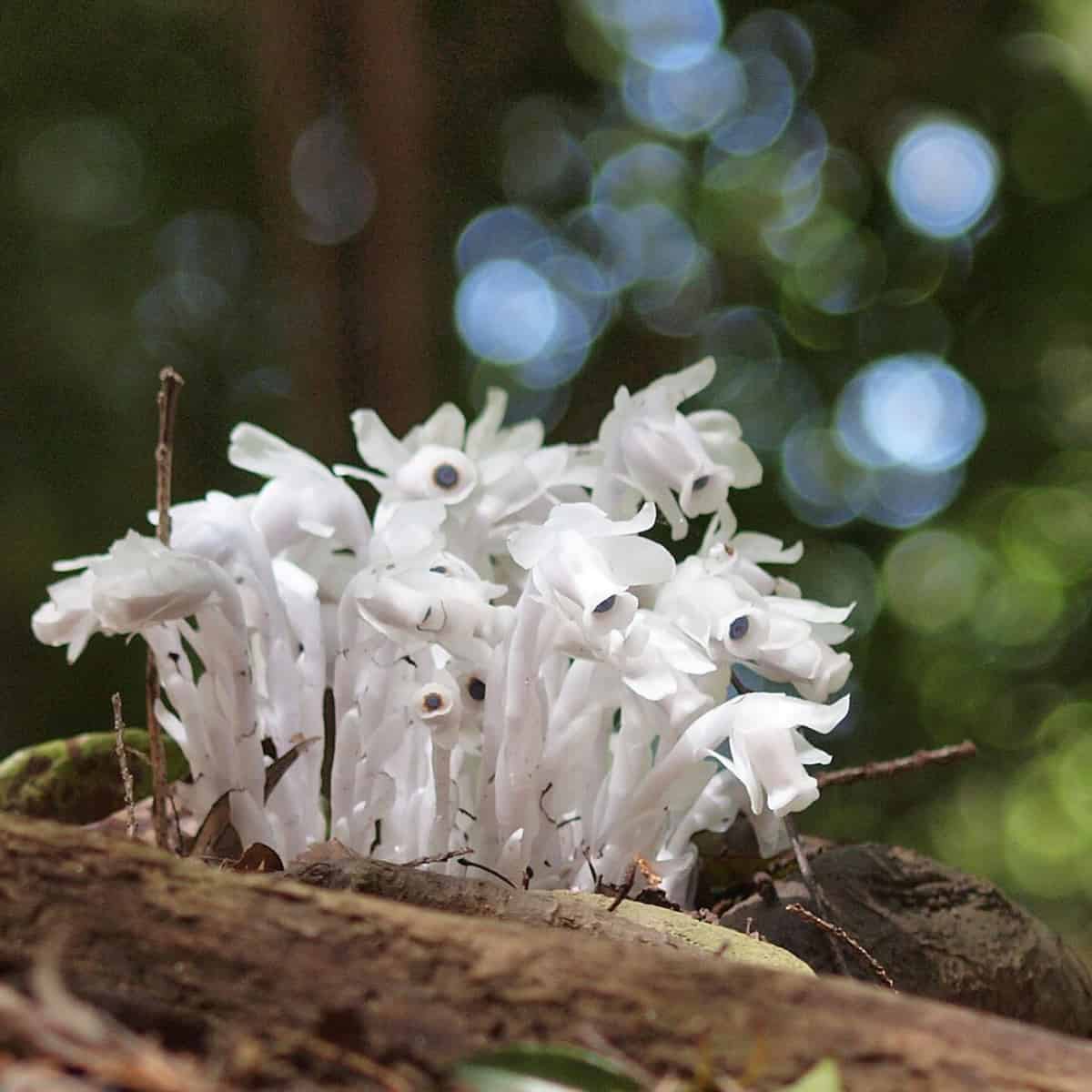 A cluster of ghostly white Monotropastrum humile plants growing on a fallen log in a forest. The plants are entirely pale whi