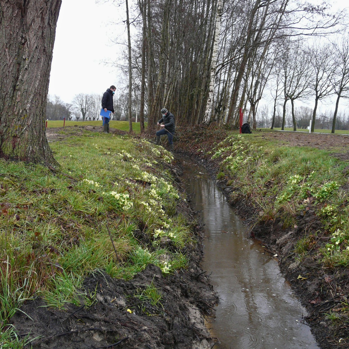 Two researchers working in a muddy drainage ditch lined with clusters of white primrose flowers. One person stands on the ban