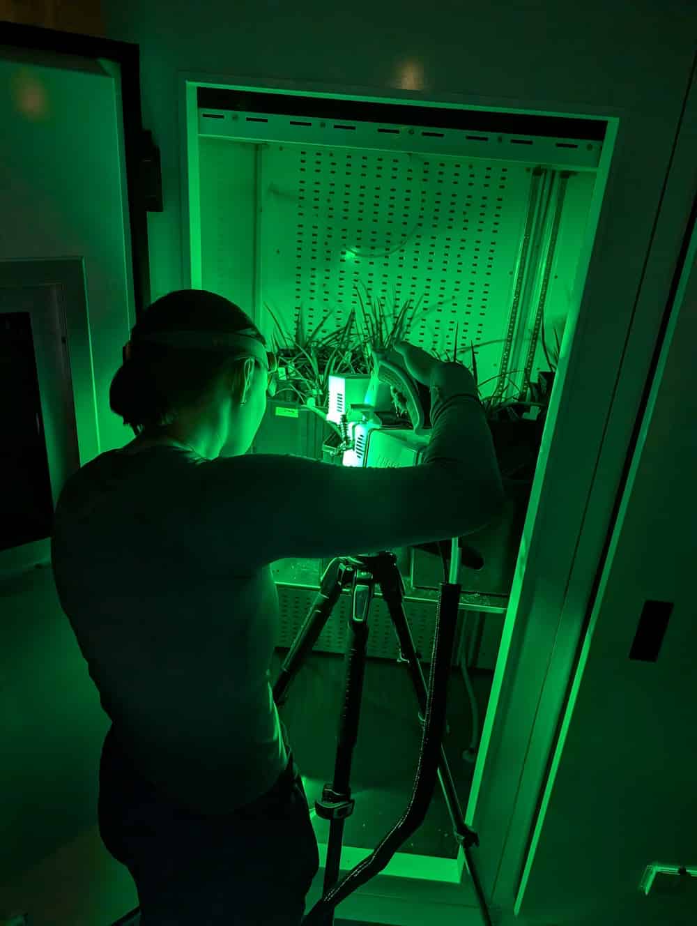 Heyduk lab manager Lizzy Doan taking nighttime photosynthetic measurements on plants in a growth chamber, using scientific eq