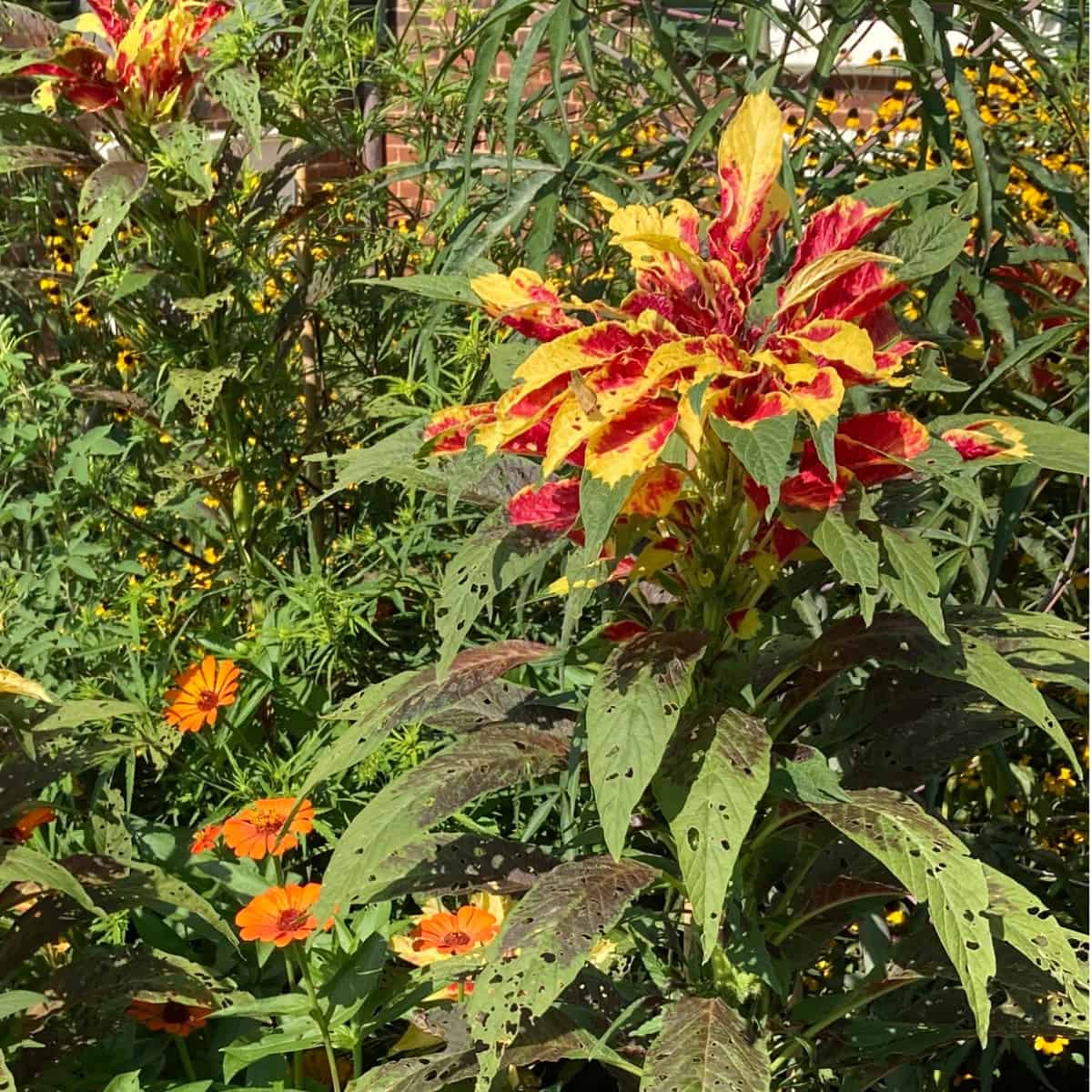 Amaranthus tricolor plant displaying its characteristic colorful foliage with vibrant red, yellow, and green variegated leave