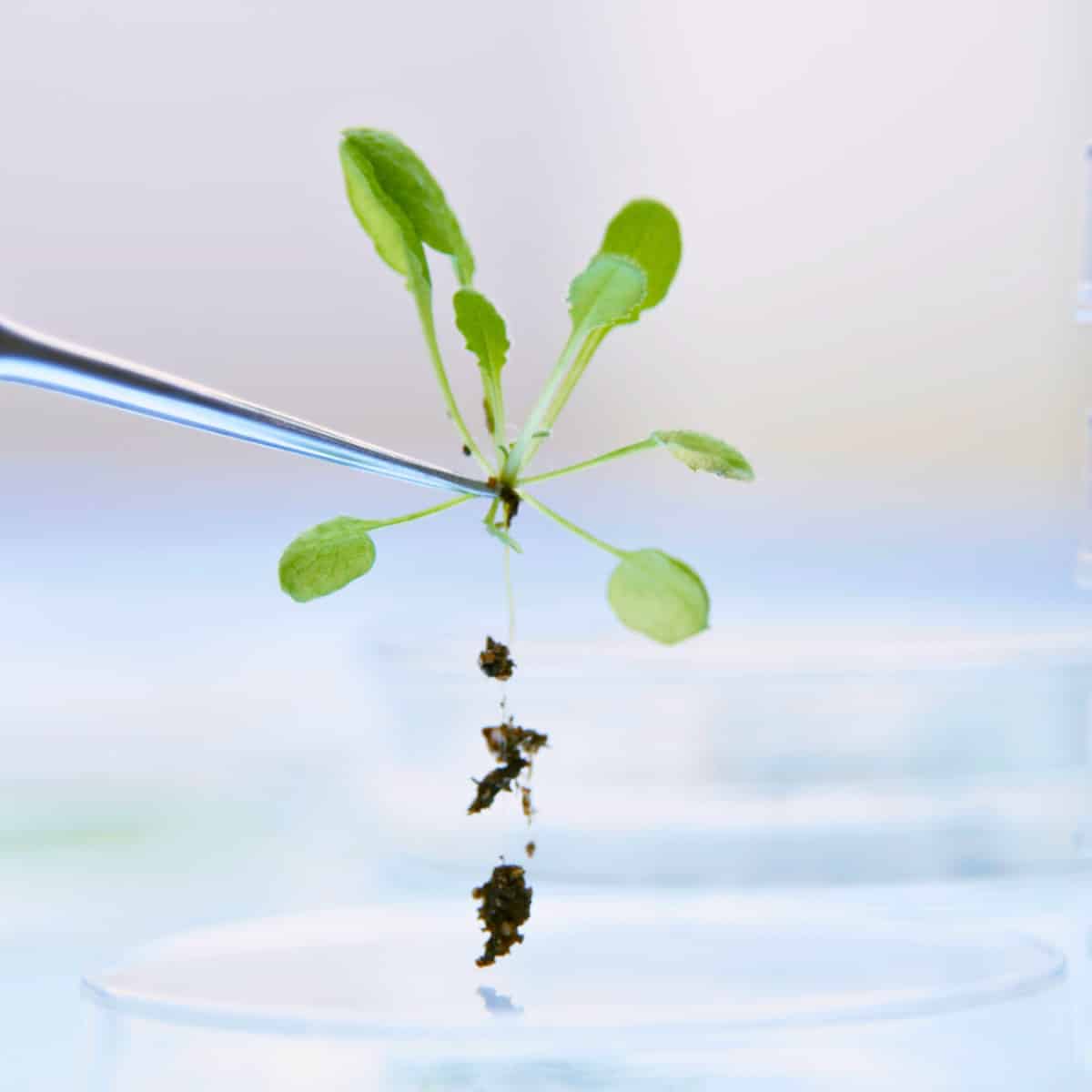 A young Arabidopsis thaliana seedling held by metal tweezers against a white background. The plant displays its typical roset