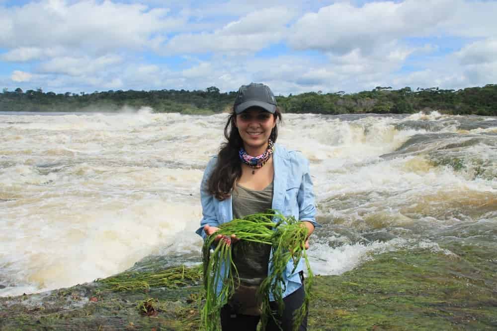 A researcher stands in front of a river white with rapids, holding lush green vegetation in her hands.