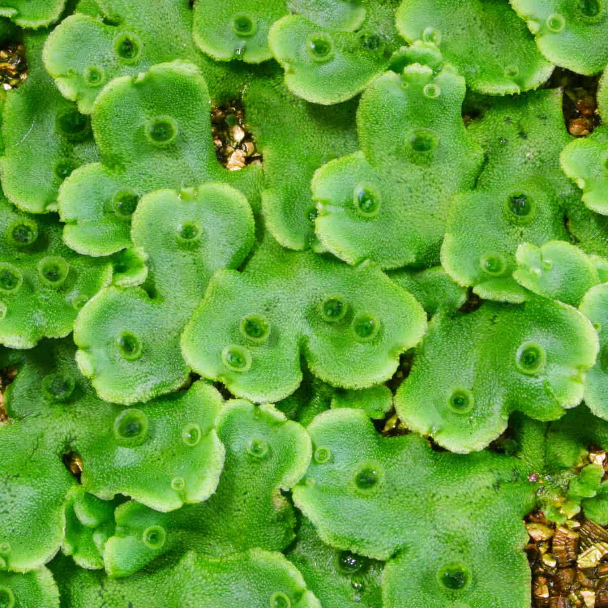 Close-up view of bright green Marchantia liverwort thalli showing numerous cup-shaped gemma cups containing small reproductiv