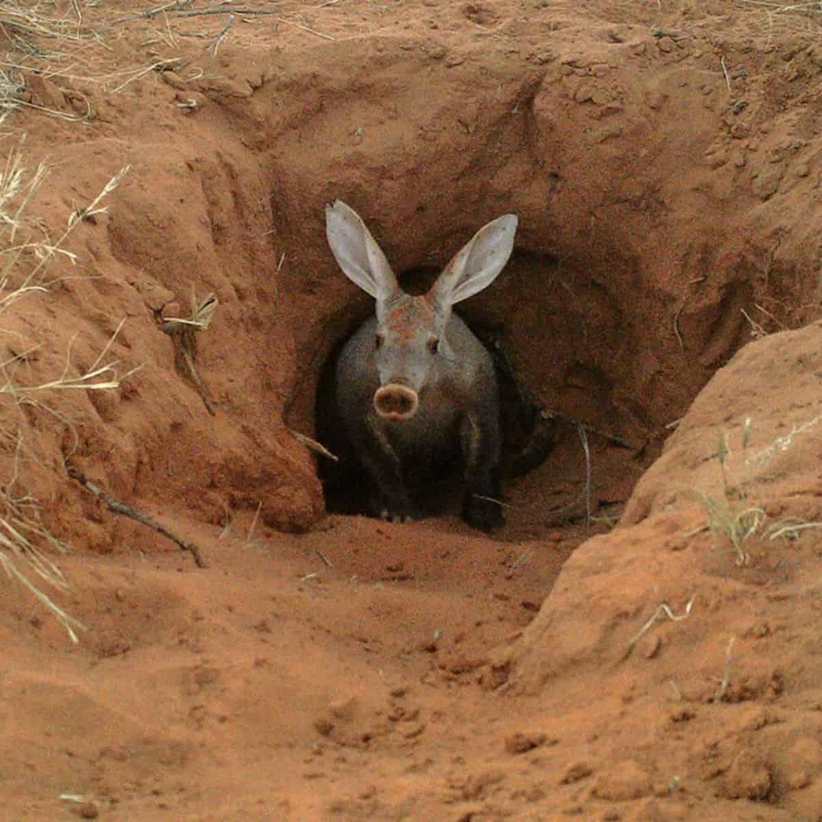An aardvark peering from the bottom of a burrow.