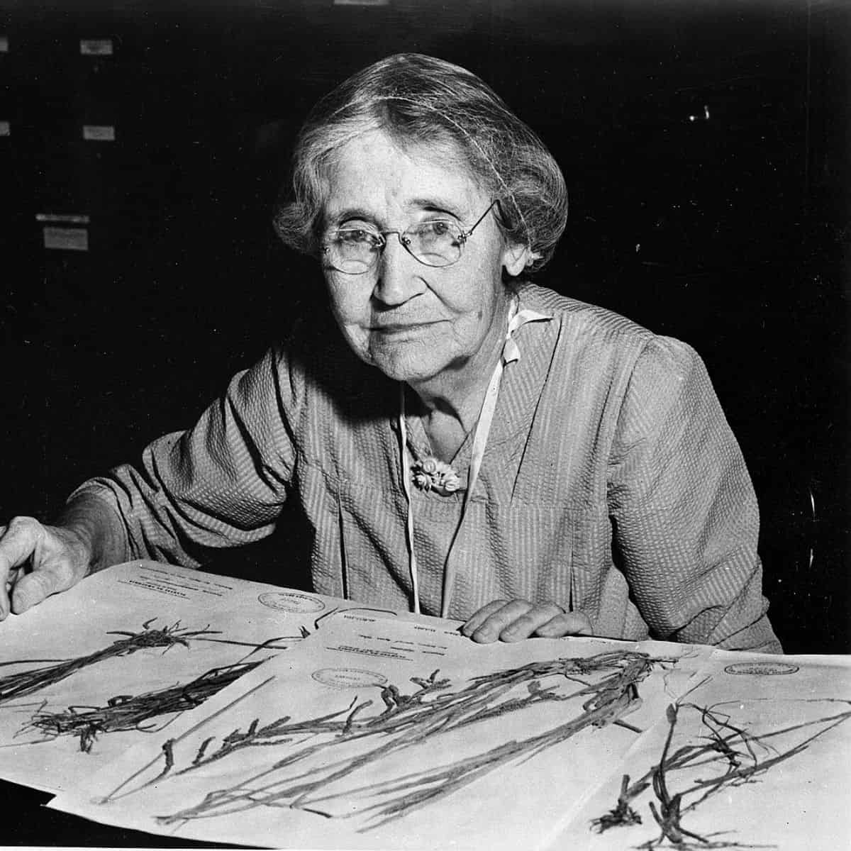 Mary Agnes Chase looking over som press plant specimens with a look of forbearance as someone takes her photo.