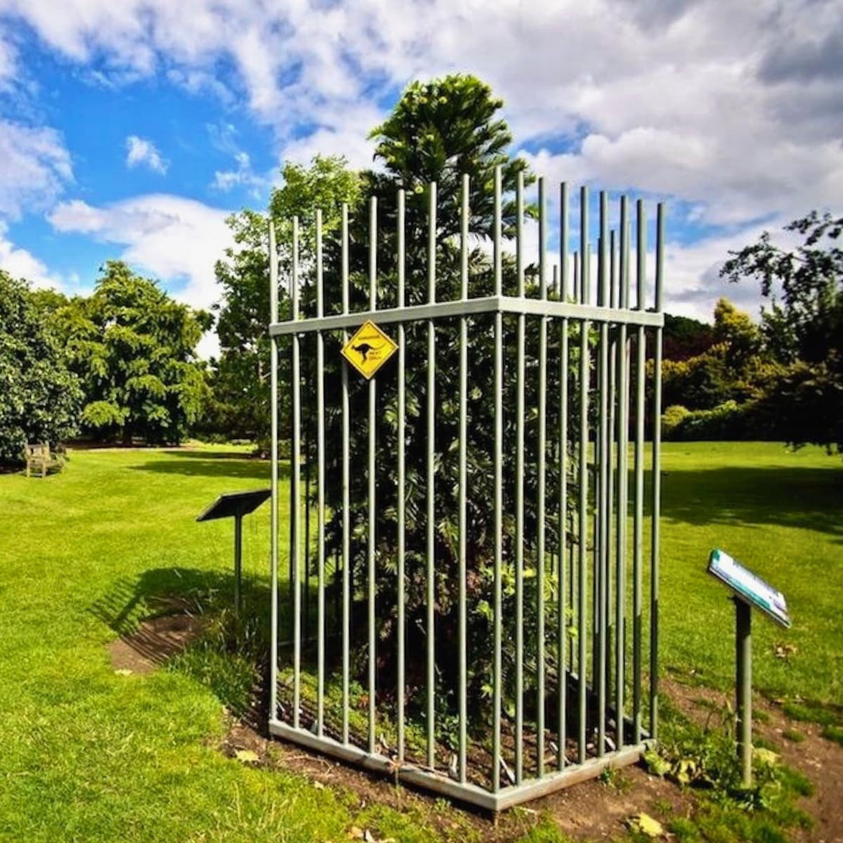 A young Wollemi pine tree protected by a tall metal cage in a grassy area at Kew Gardens. The cylindrical security enclosure