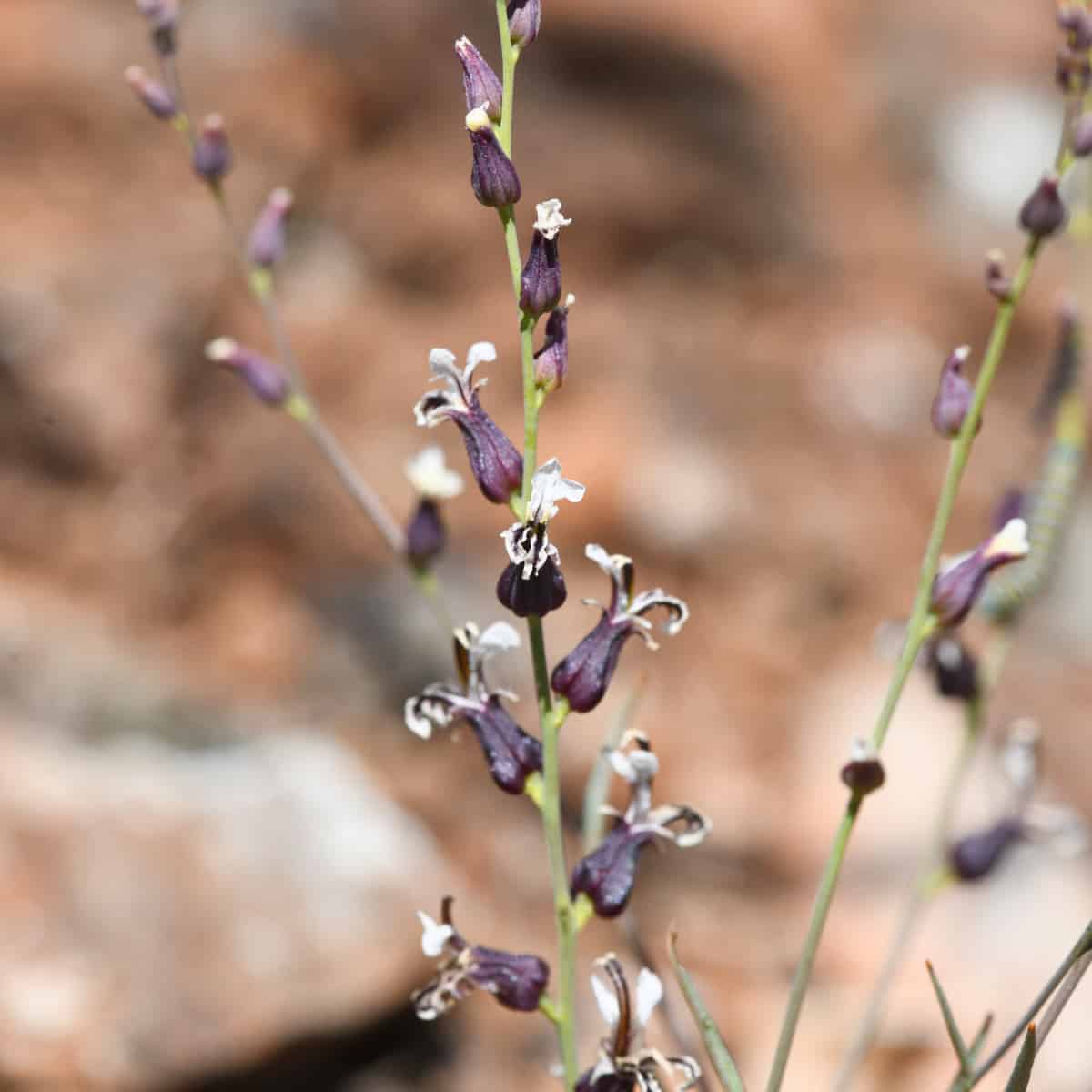 Close-up photograph of Streptanthus breweri (Brewer's jewelflower) flowering in its natural habitat. Multiple green stems dis
