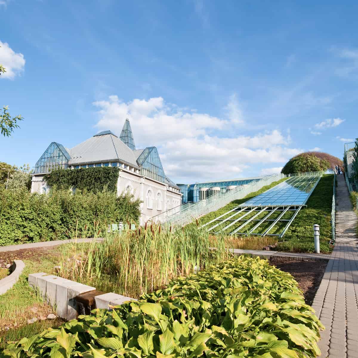A well-maintained urban garden featuring rows of large-leafed green plants in the foreground, with ornamental grasses and a s
