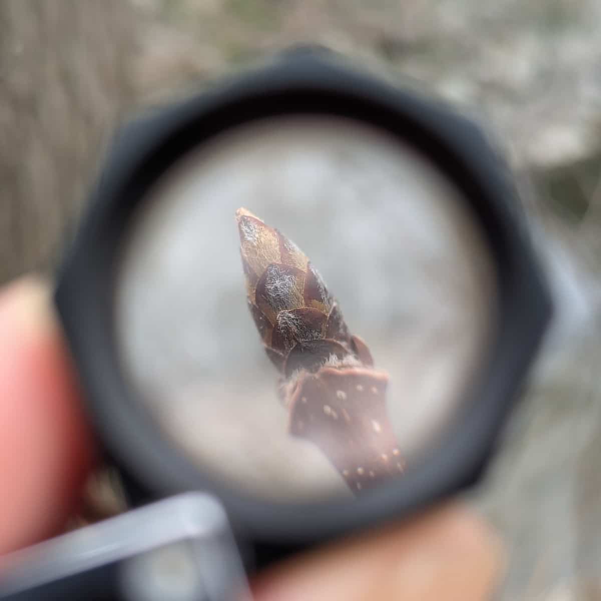 Close-up view through a magnifying glass of a sugar maple (Acer saccharum) winter bud, showing the detailed brown scales and