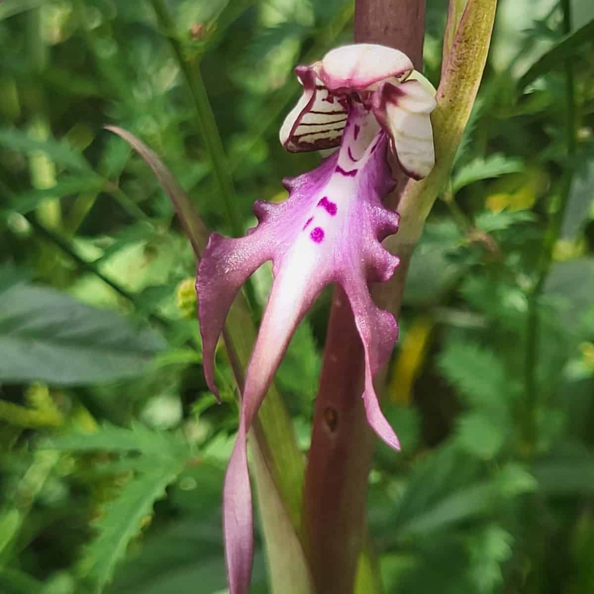 Close-up photograph of a terrestrial orchid flower with pale pink and white petals. The flower has a distinctive anthropomorp